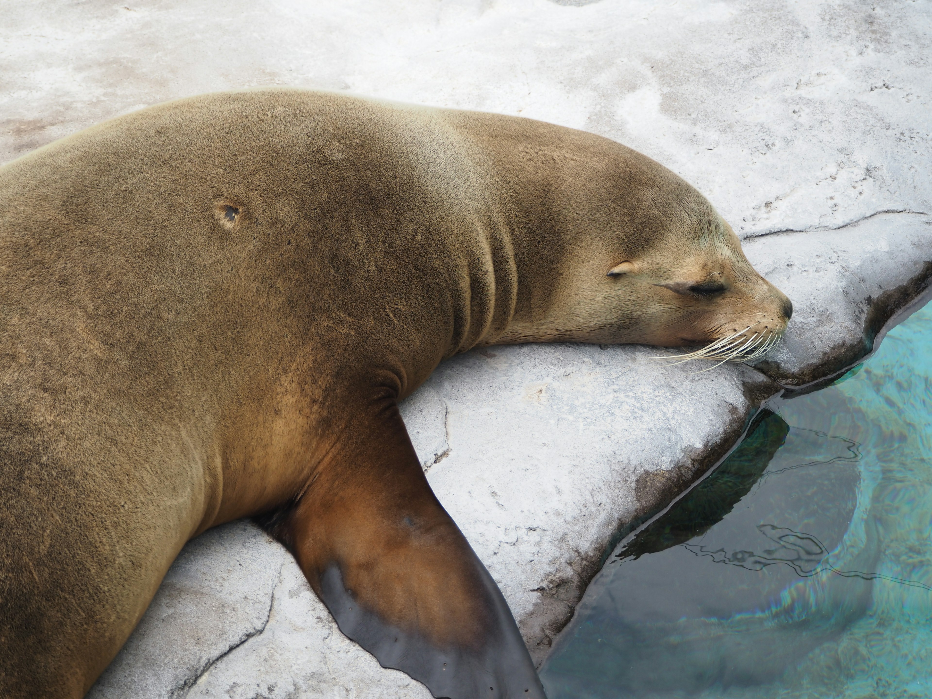 A seal relaxing by the water's edge