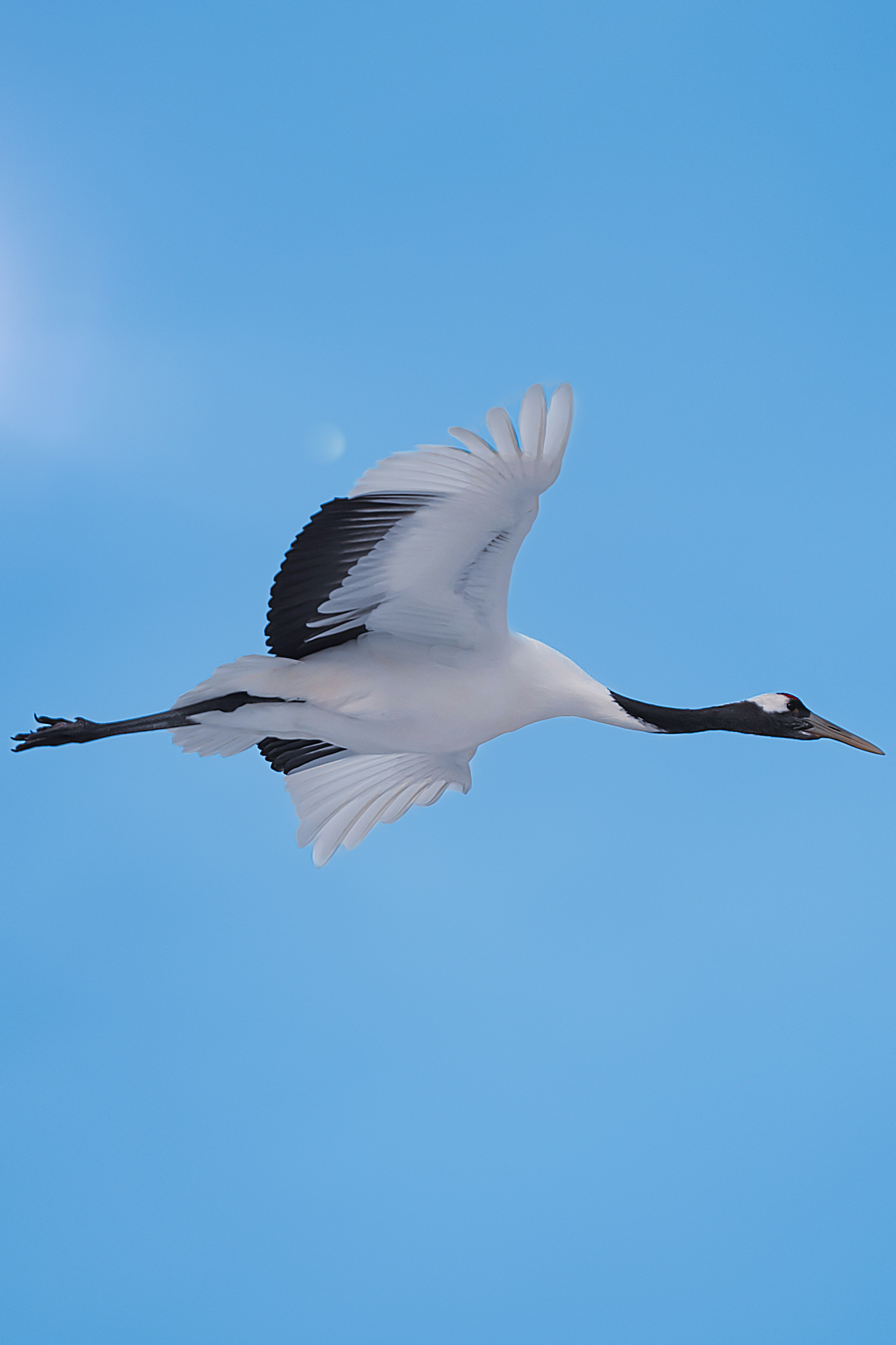 A white crane flying against a blue sky