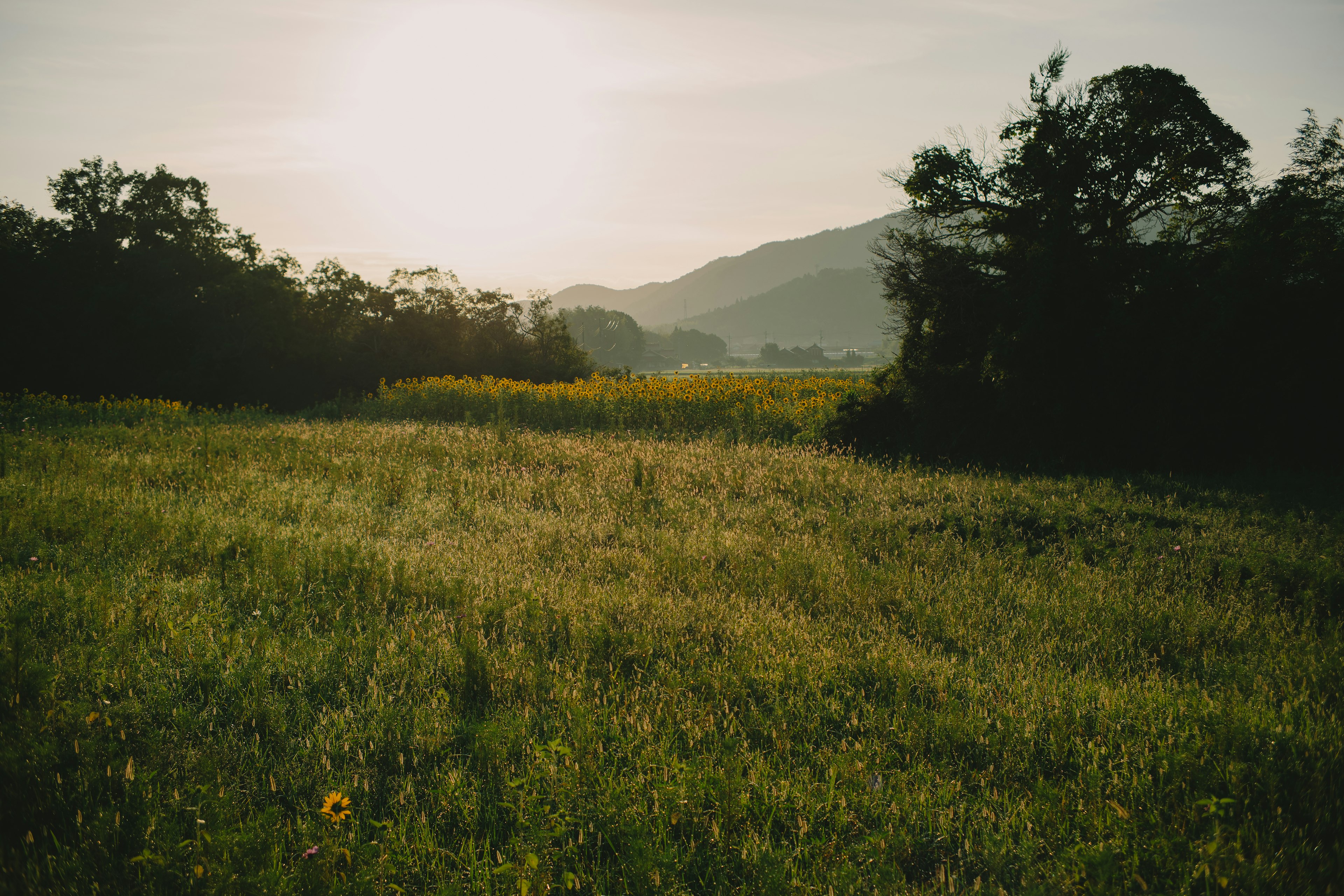 Weite Wiese mit fernen Bergen und einem ruhigen Sonnenuntergang