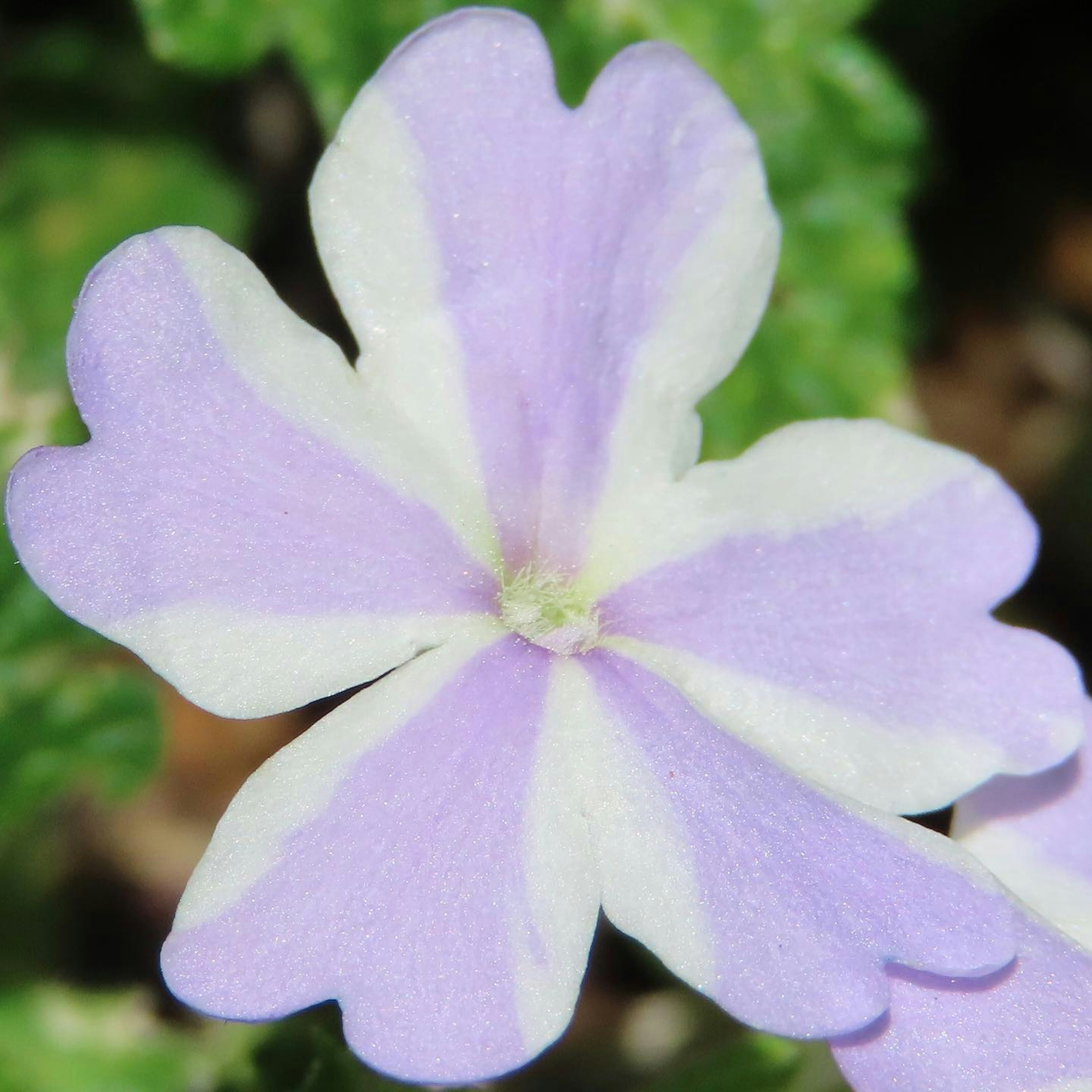 Blume mit hellvioletten Blütenblättern und weißen Rändern