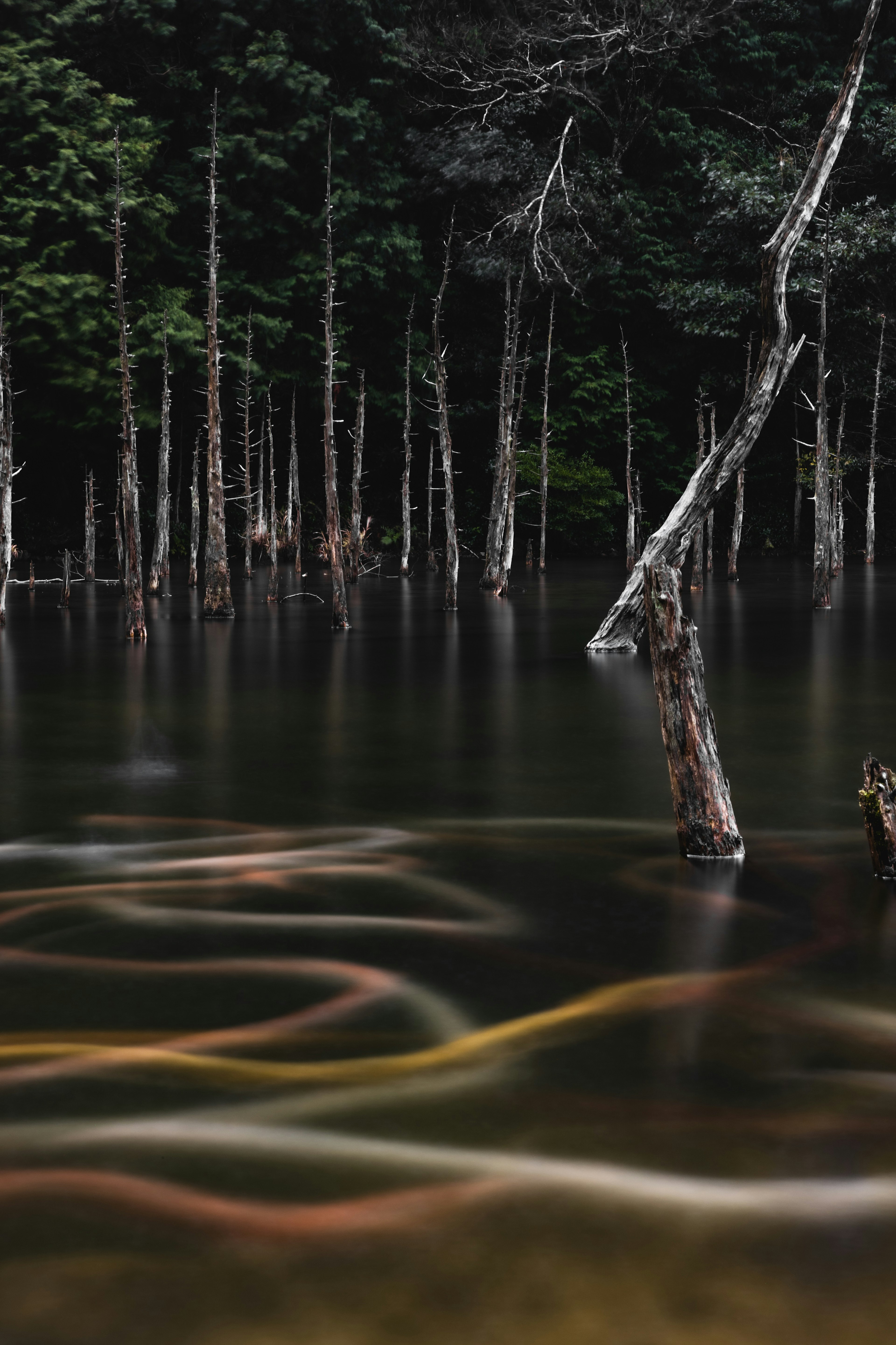 Serene landscape with trees reflected on water and colorful patterns