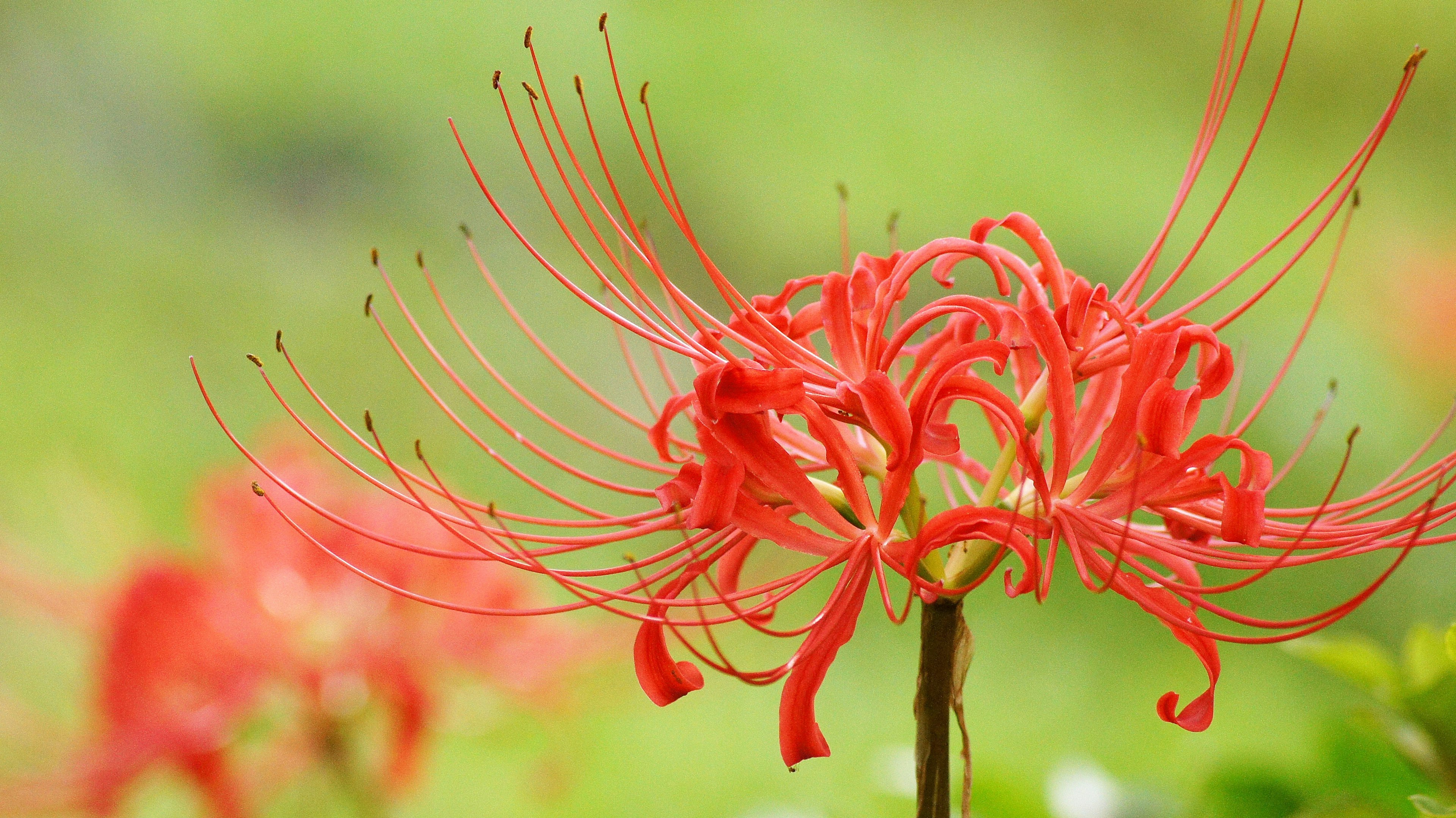 Red spider lily with long, thread-like stamens