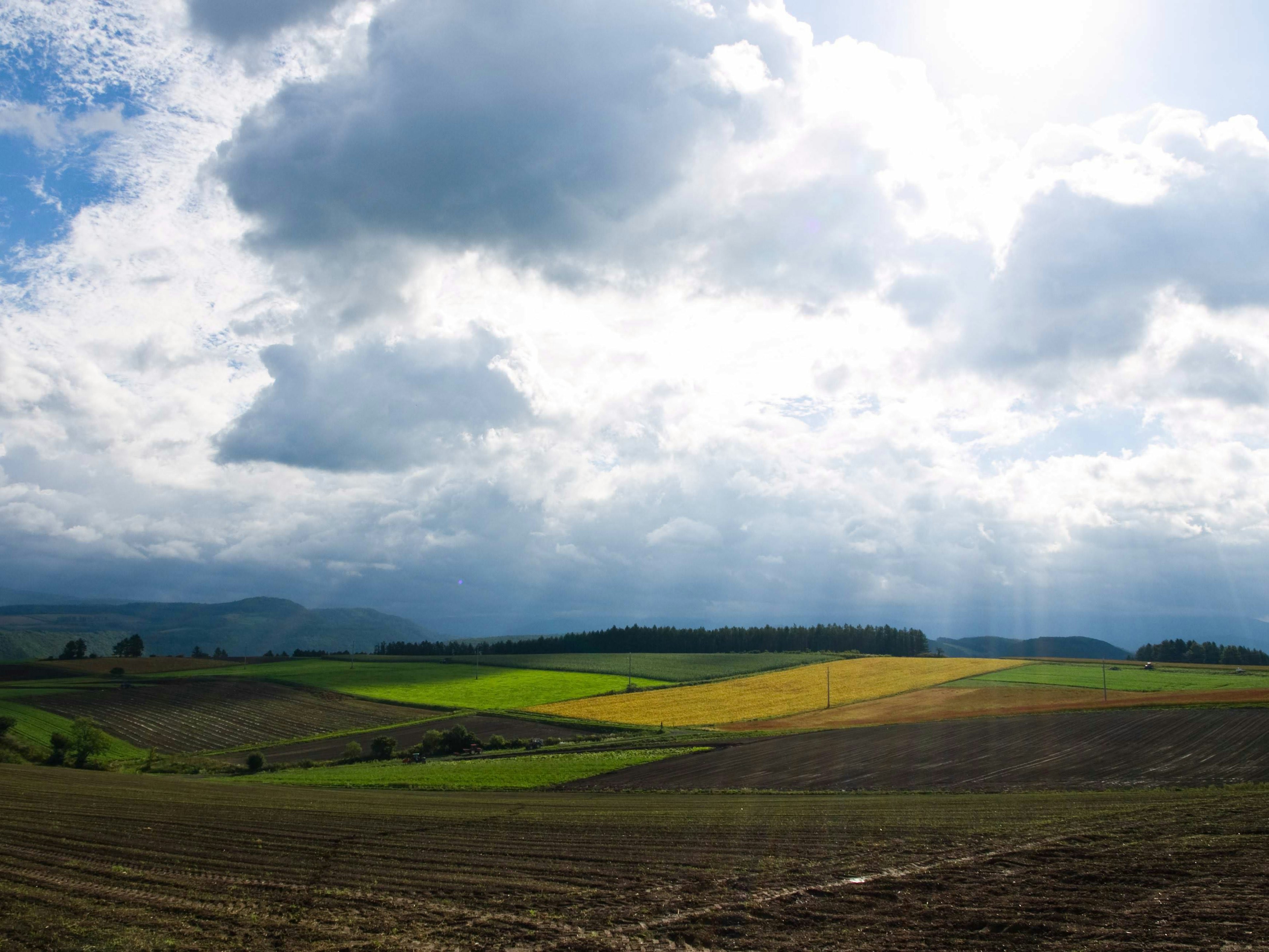 Green and golden fields under a blue sky with clouds