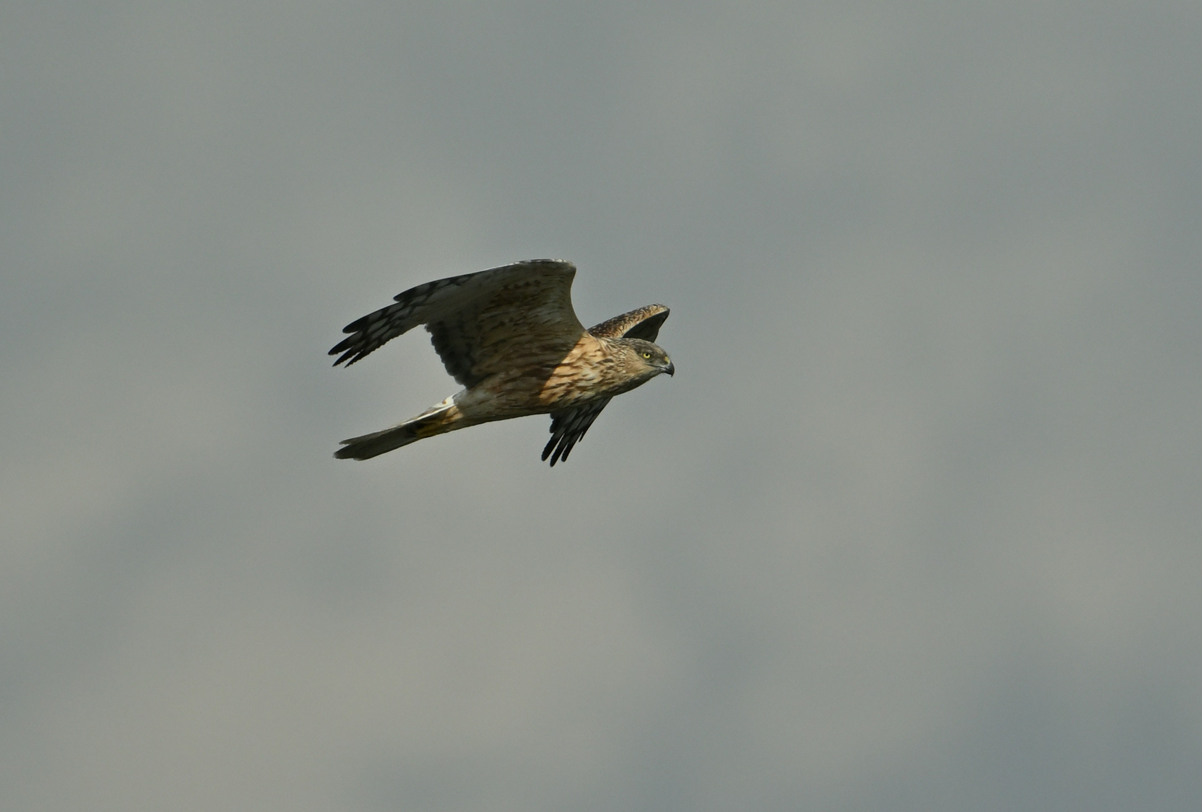 Un oiseau de proie volant dans le ciel