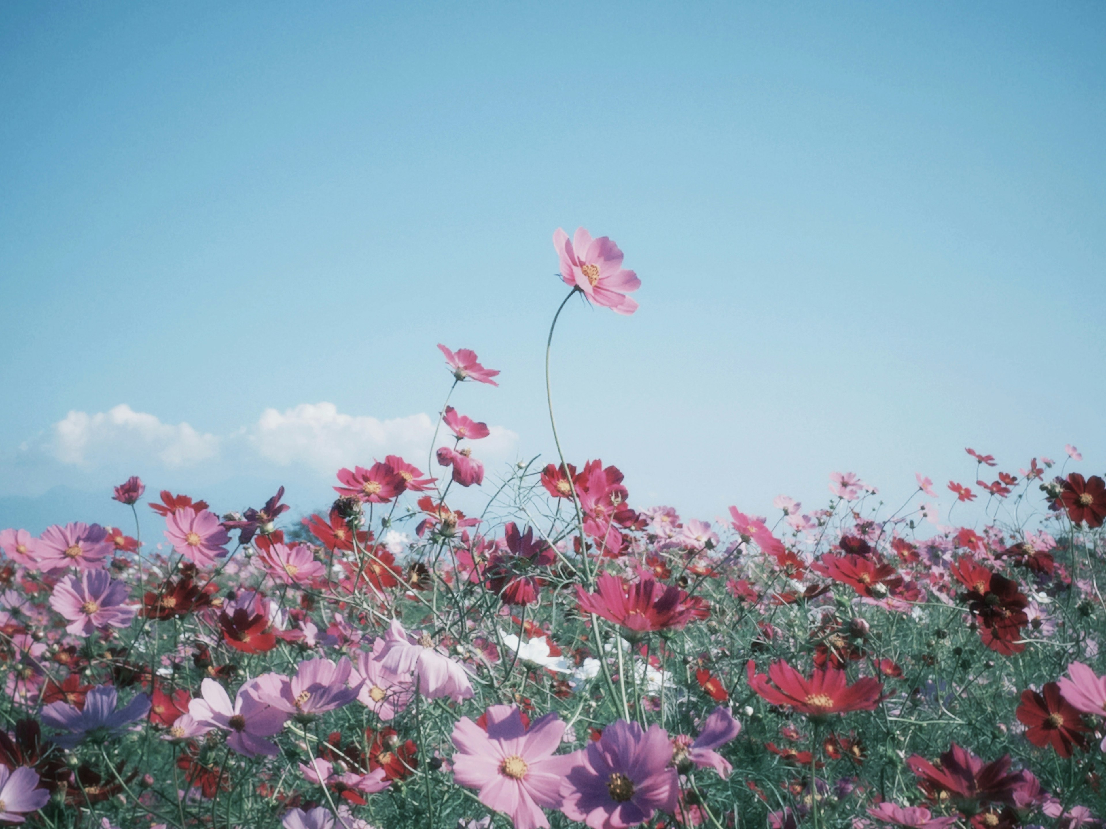 青空の下に広がる色とりどりの花畑ピンクと赤のコスモスが咲き誇る