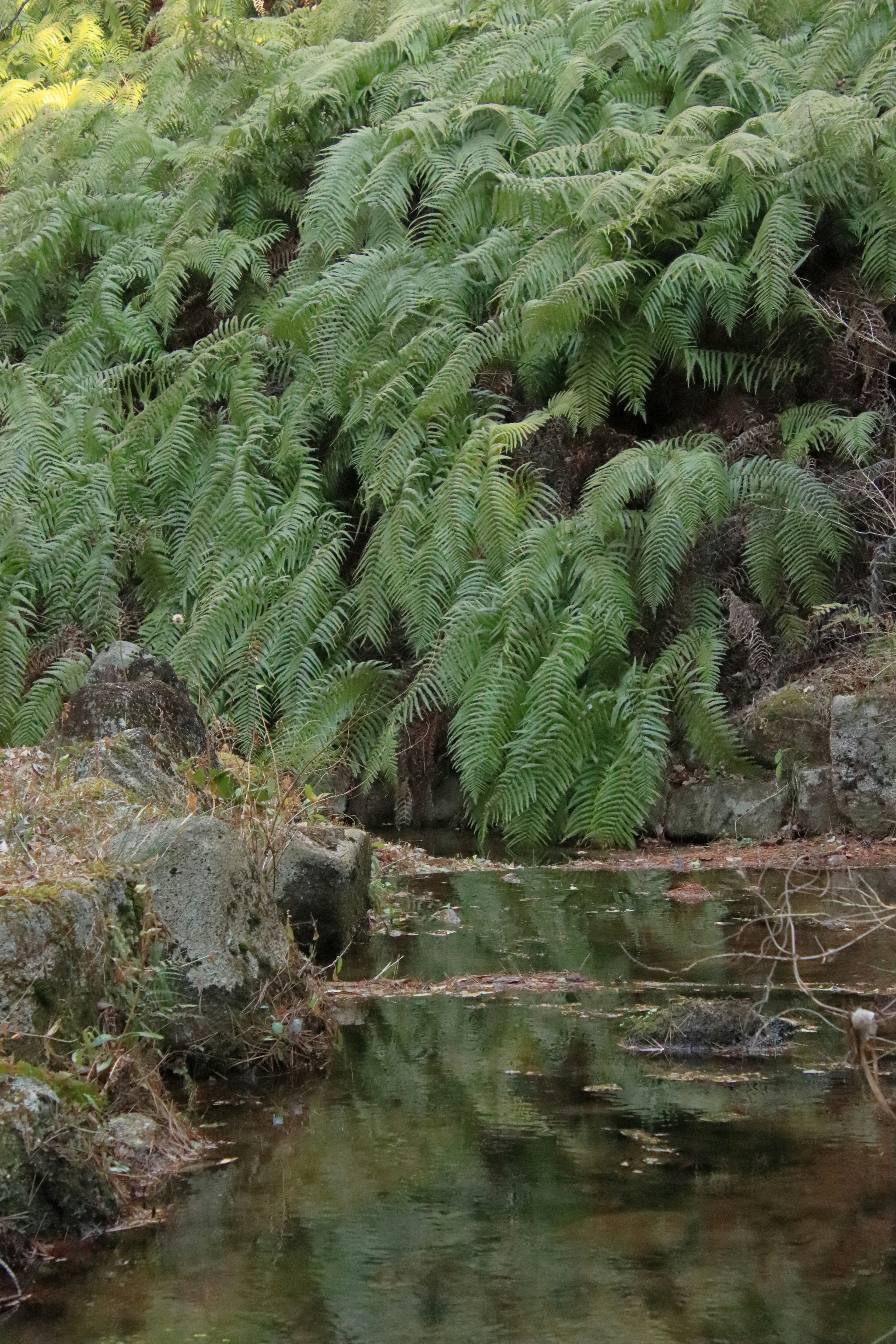 緑のシダが生い茂る小川の風景