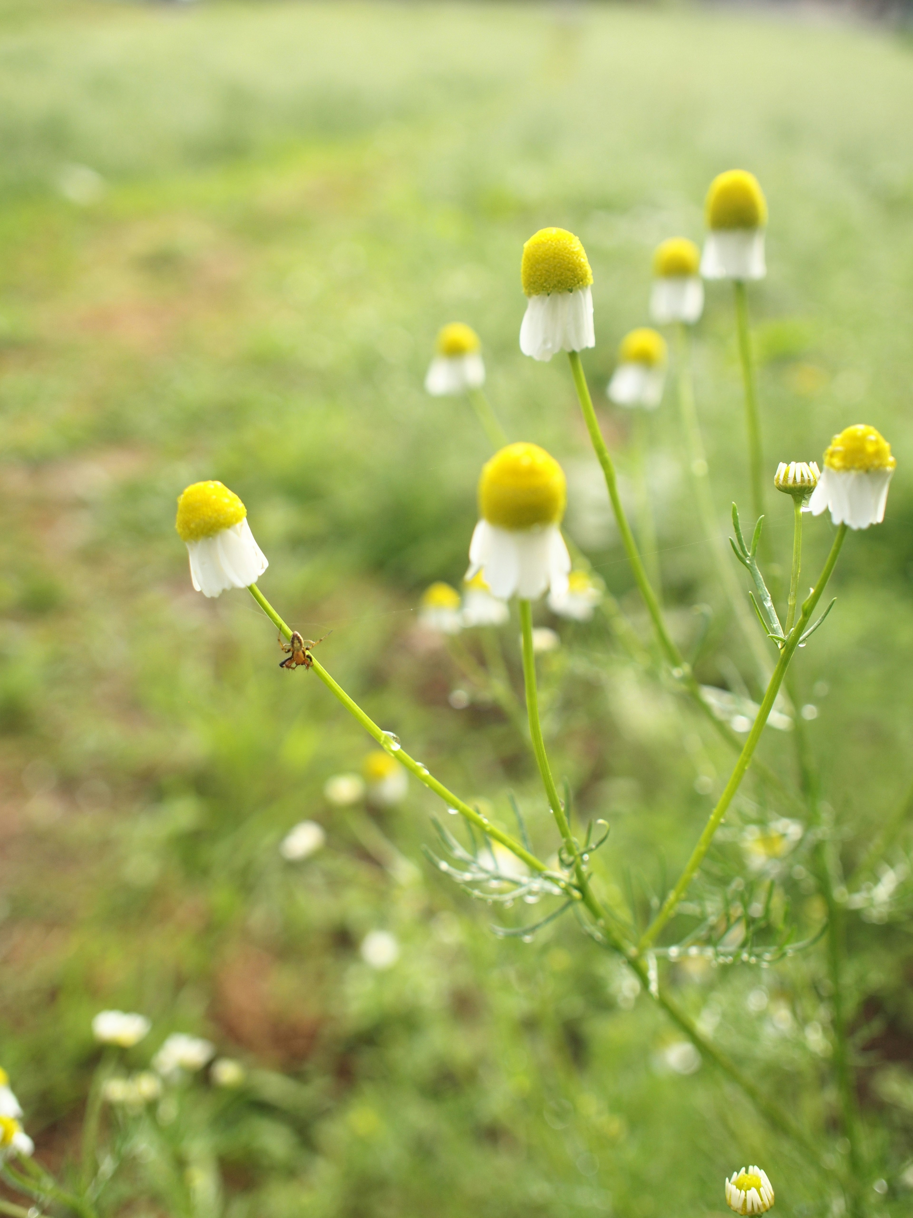 Bunga chamomile dengan kelopak putih dan pusat kuning yang mekar di rumput hijau