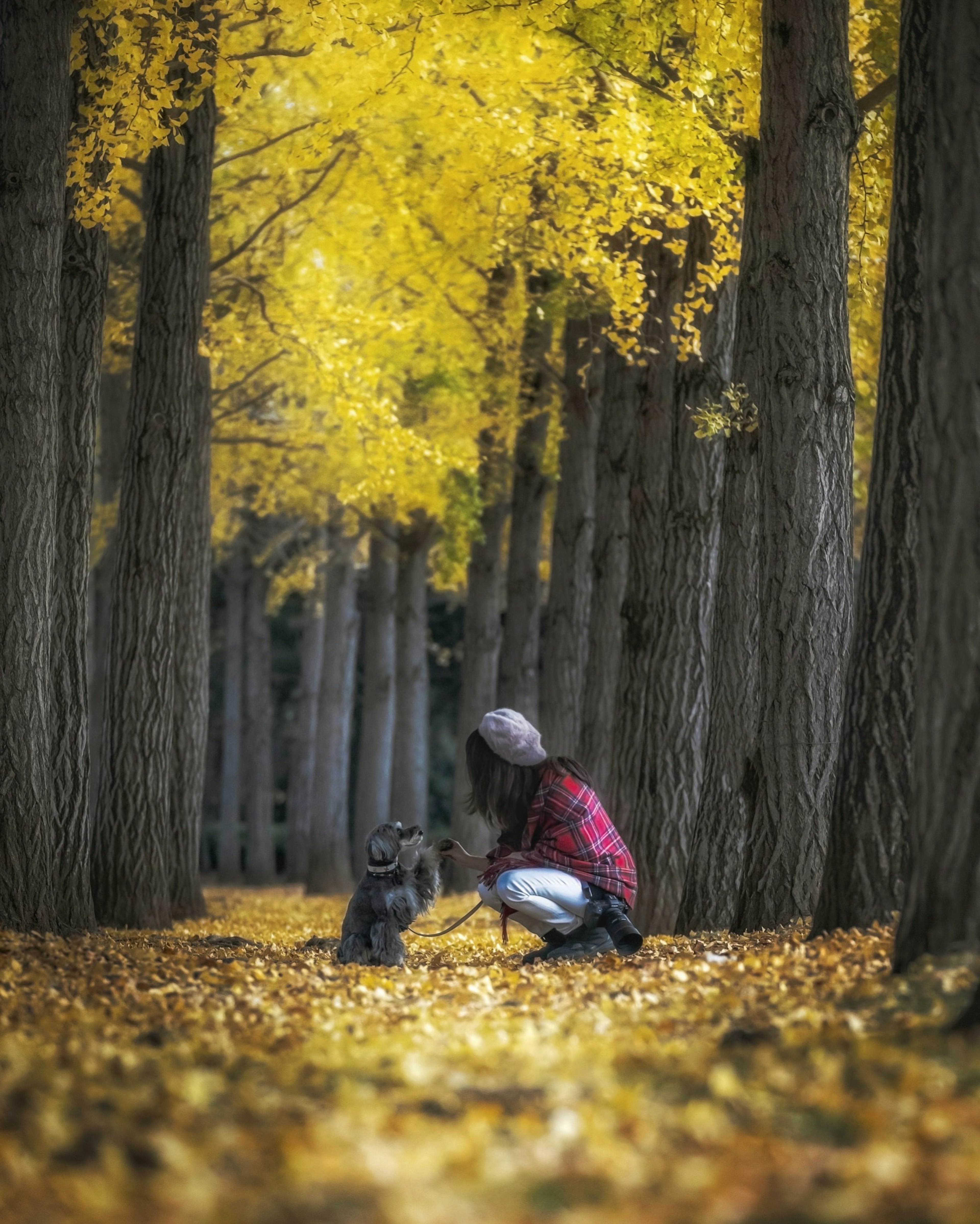 Person playing with a dog in a forest with yellow leaves