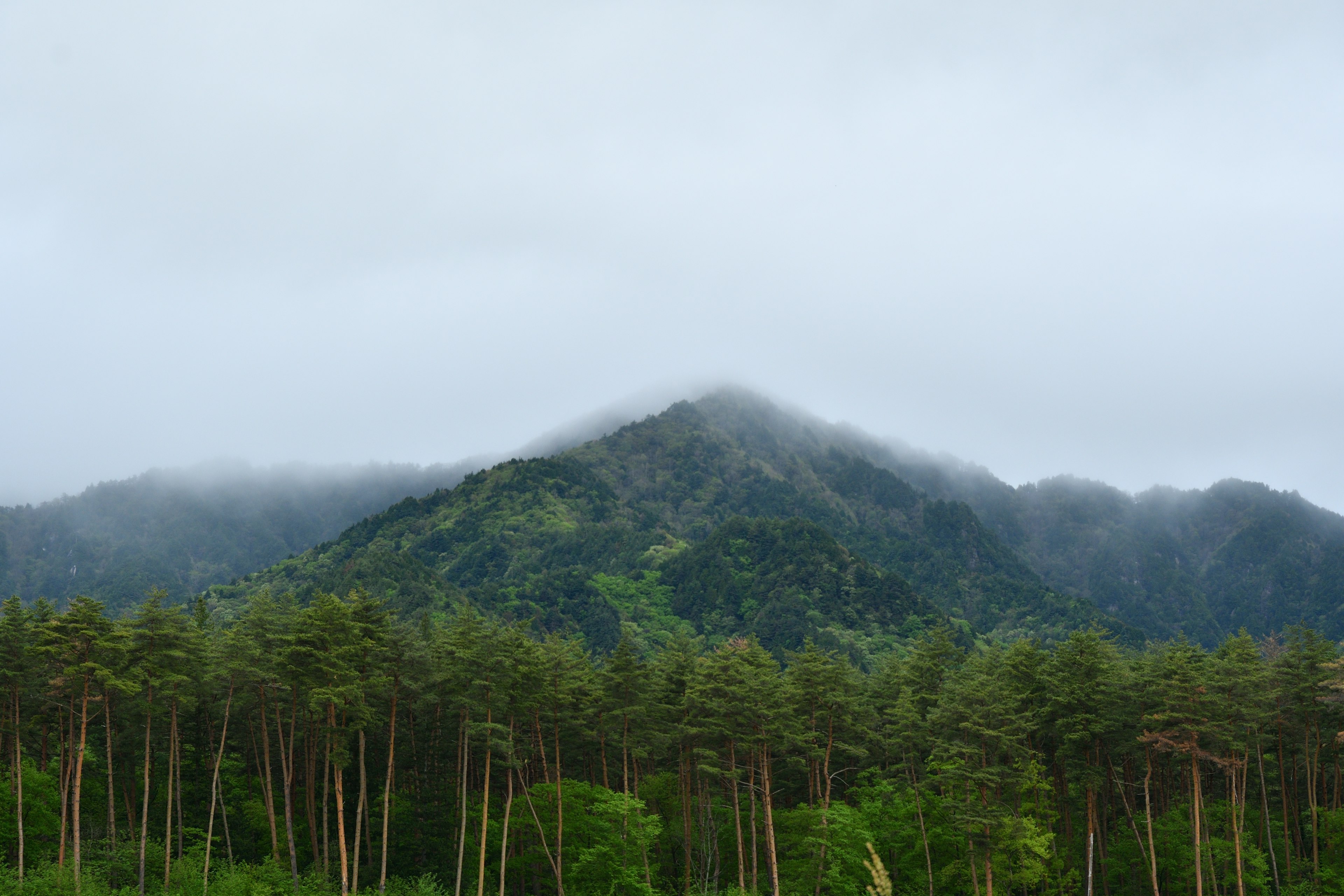 Montaña verde envuelta en niebla con un bosque de pinos en primer plano