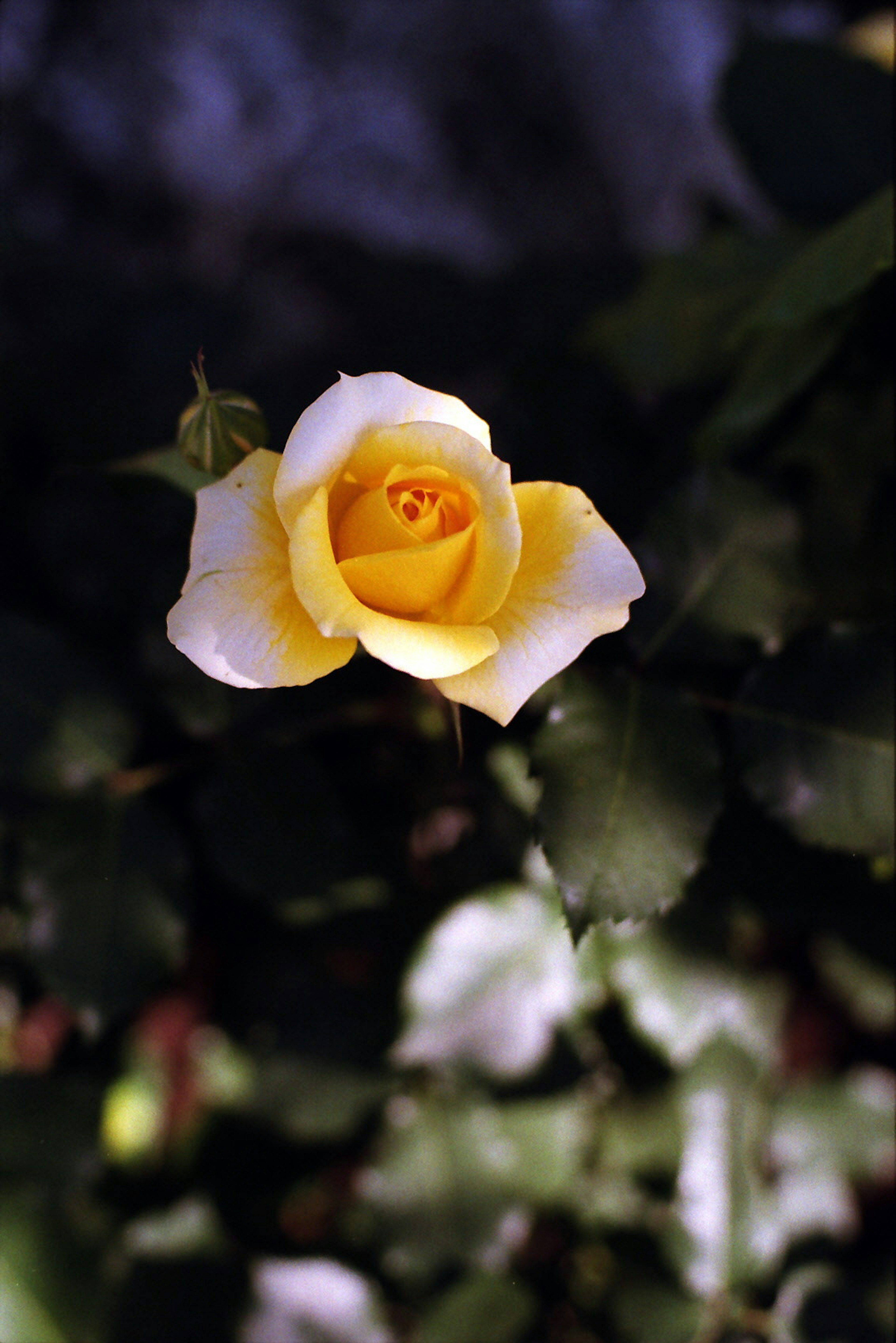 Una rosa gialla che fiorisce tra foglie verdi