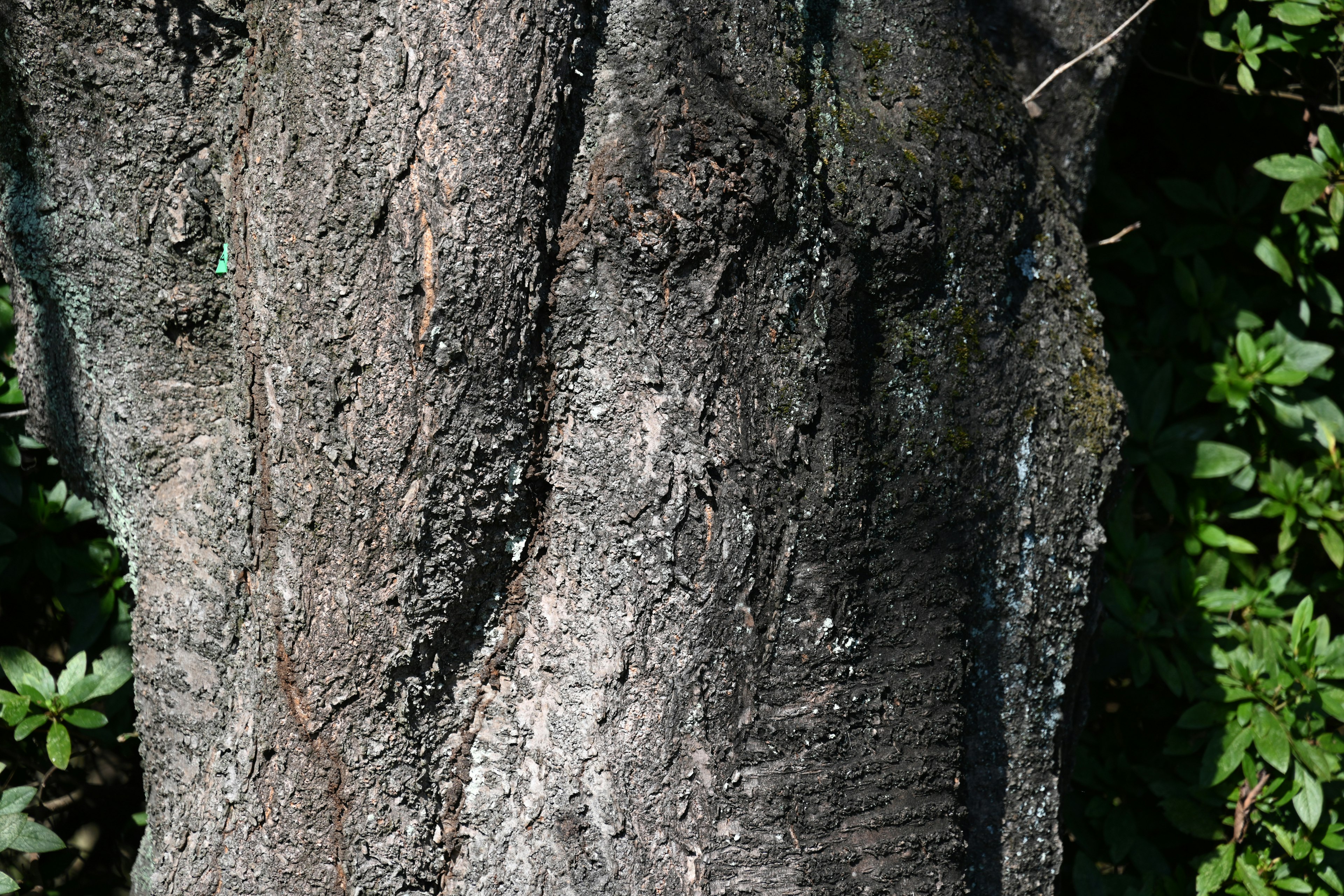 Primer plano de la textura de un tronco de árbol con follaje verde de fondo