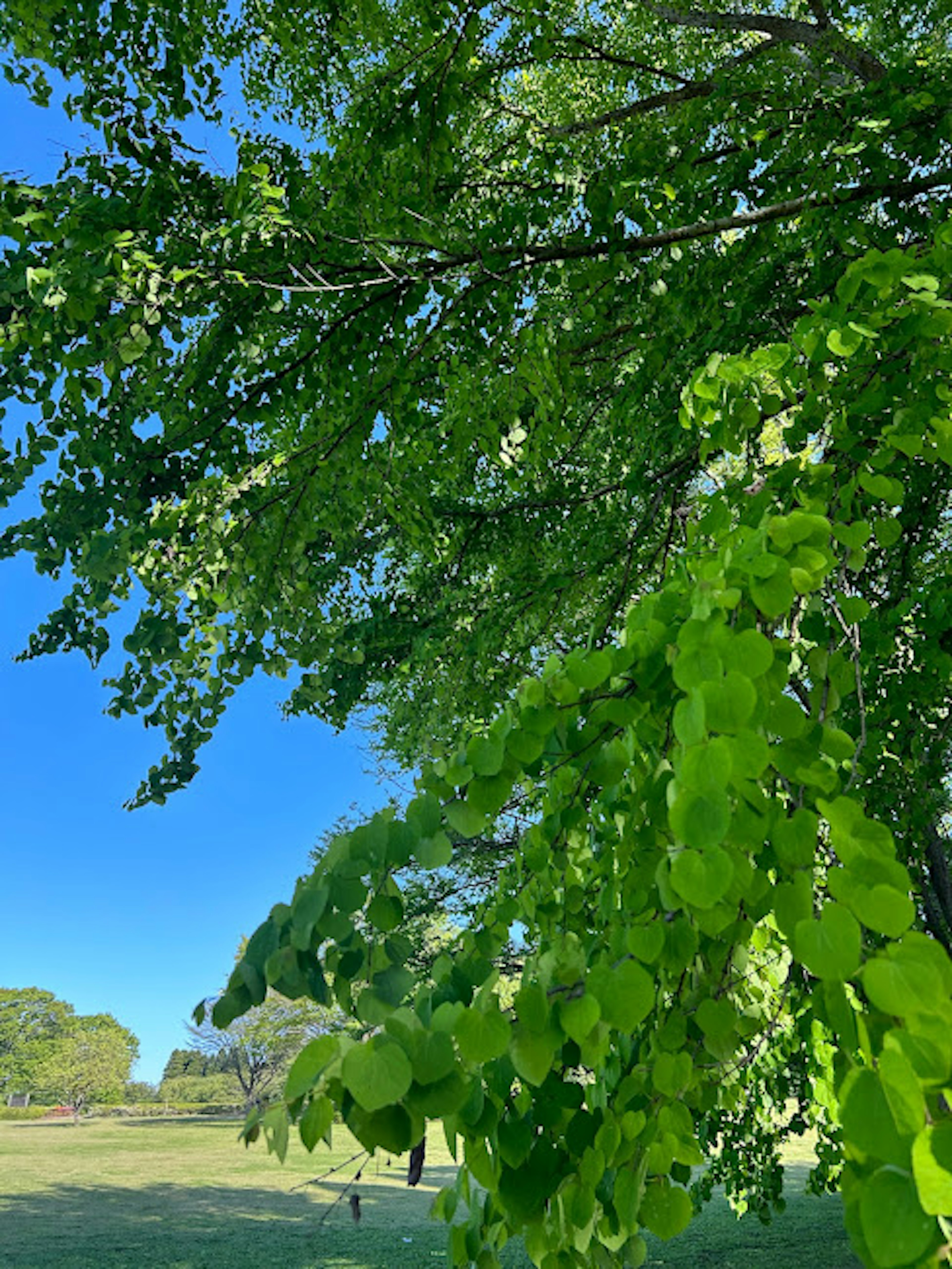 青々とした葉が生い茂る木の上部と青空の景色