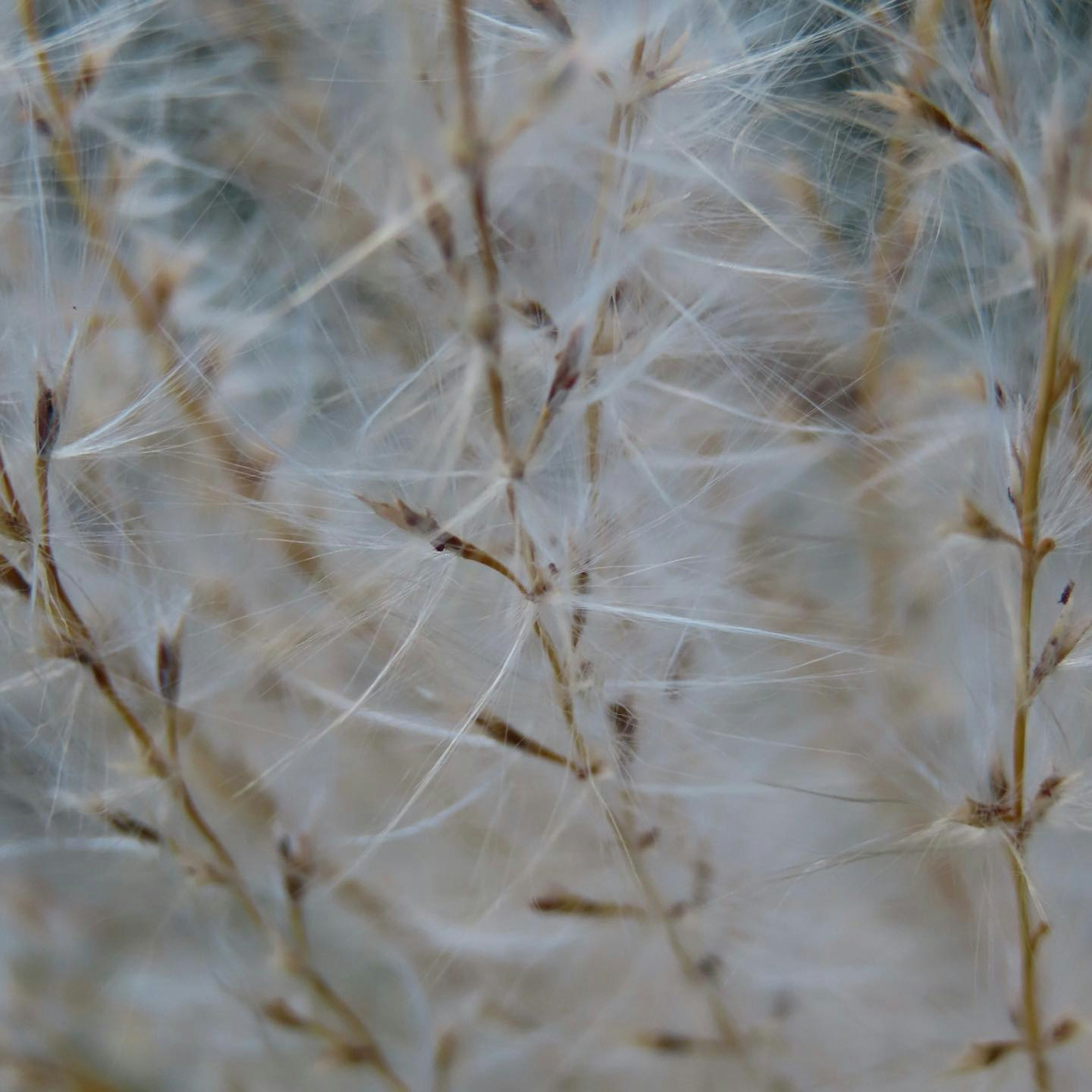 Gros plan sur des fibres de plante entrelacées en blanc