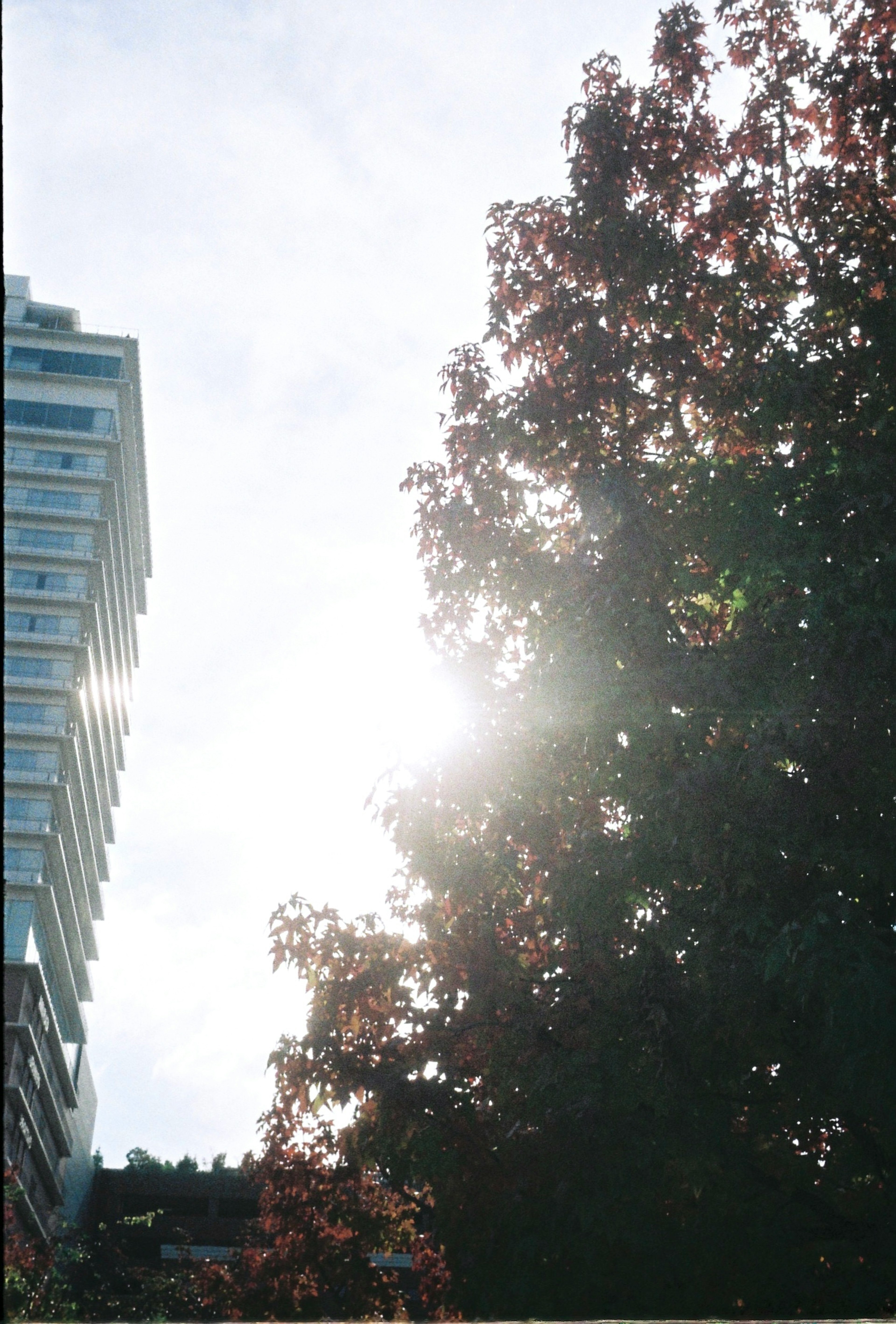 高層ビルと秋の木々の写真 太陽の光が木の葉を透過している