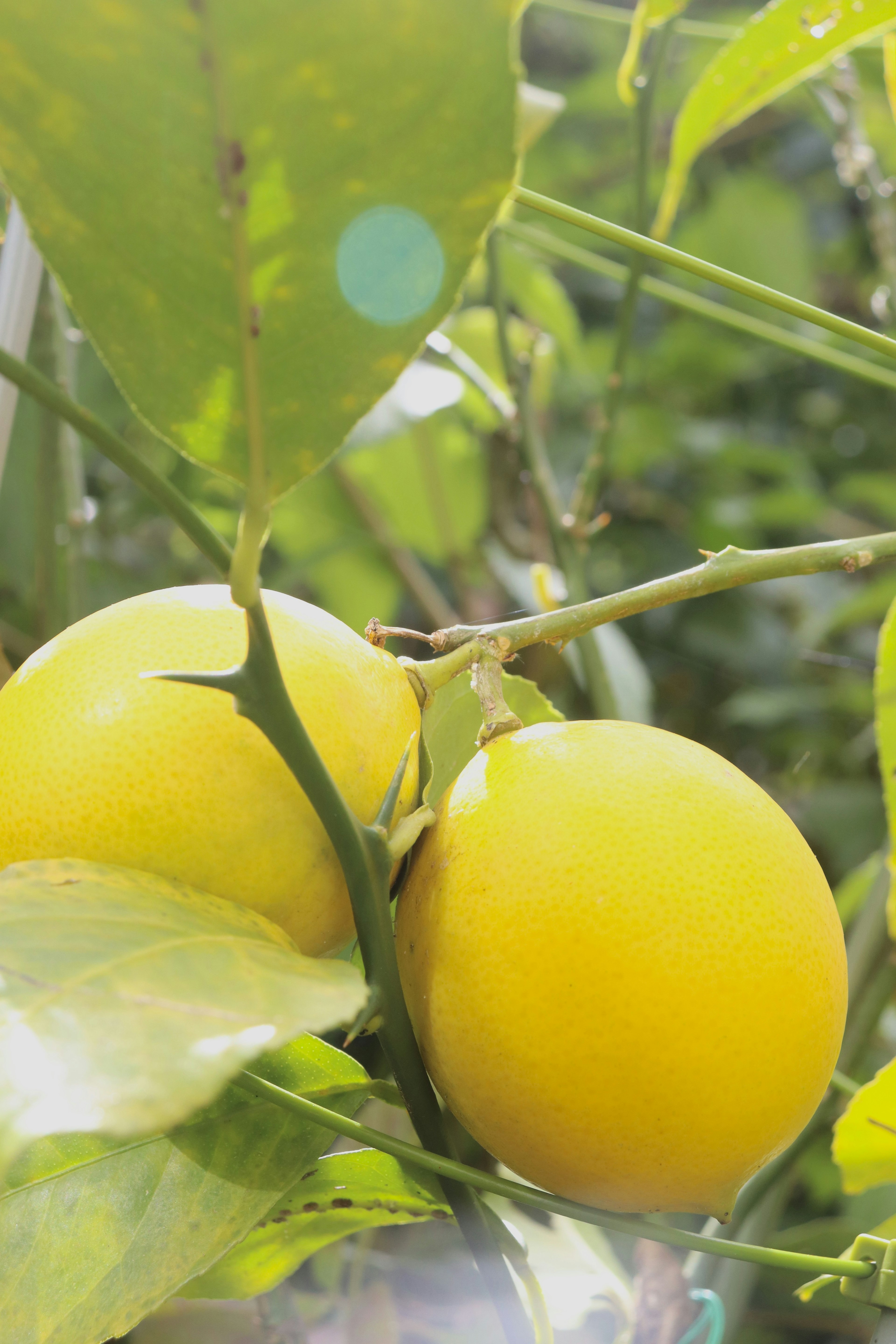 Buah kuning di antara daun hijau