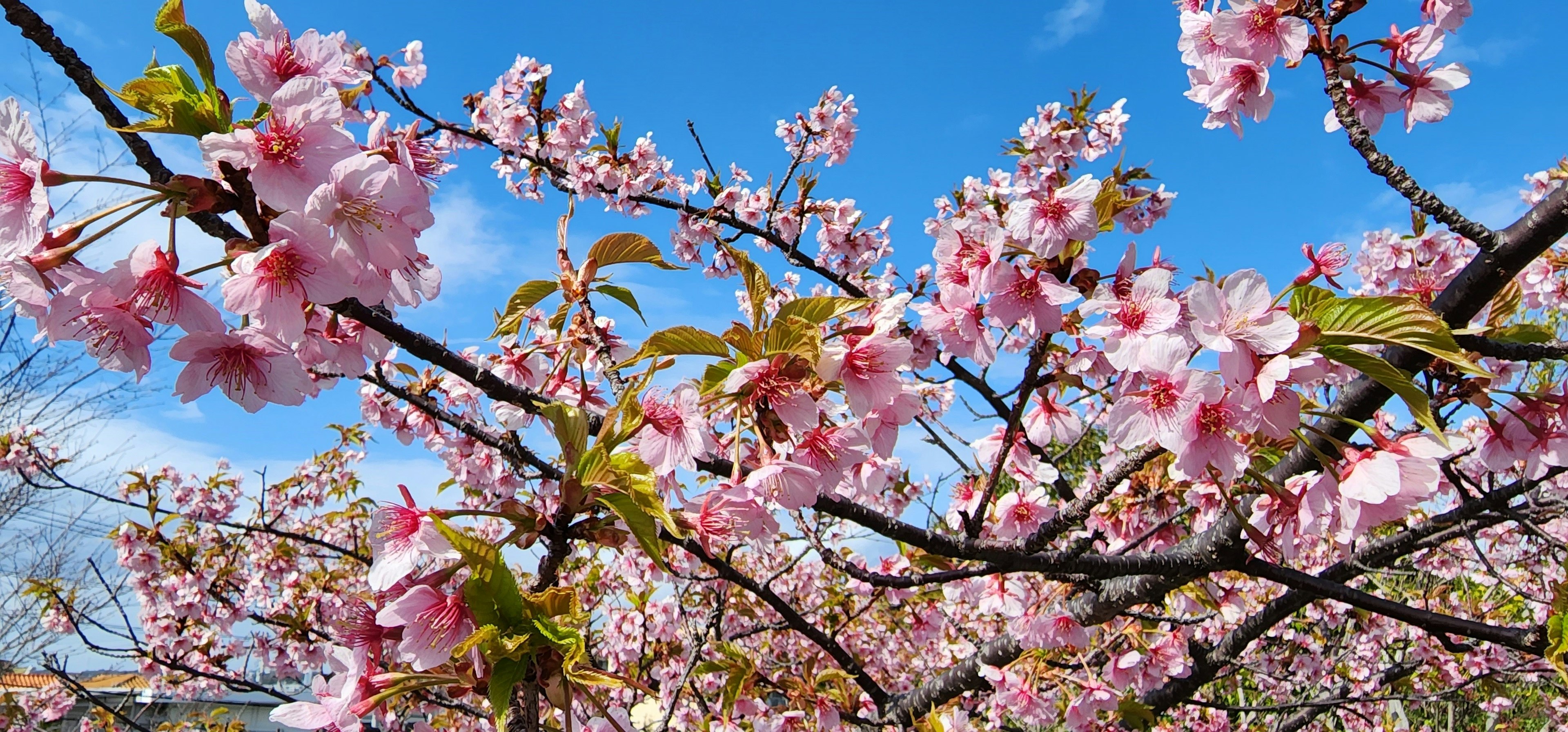 Cherry blossom branches with pink flowers against a blue sky