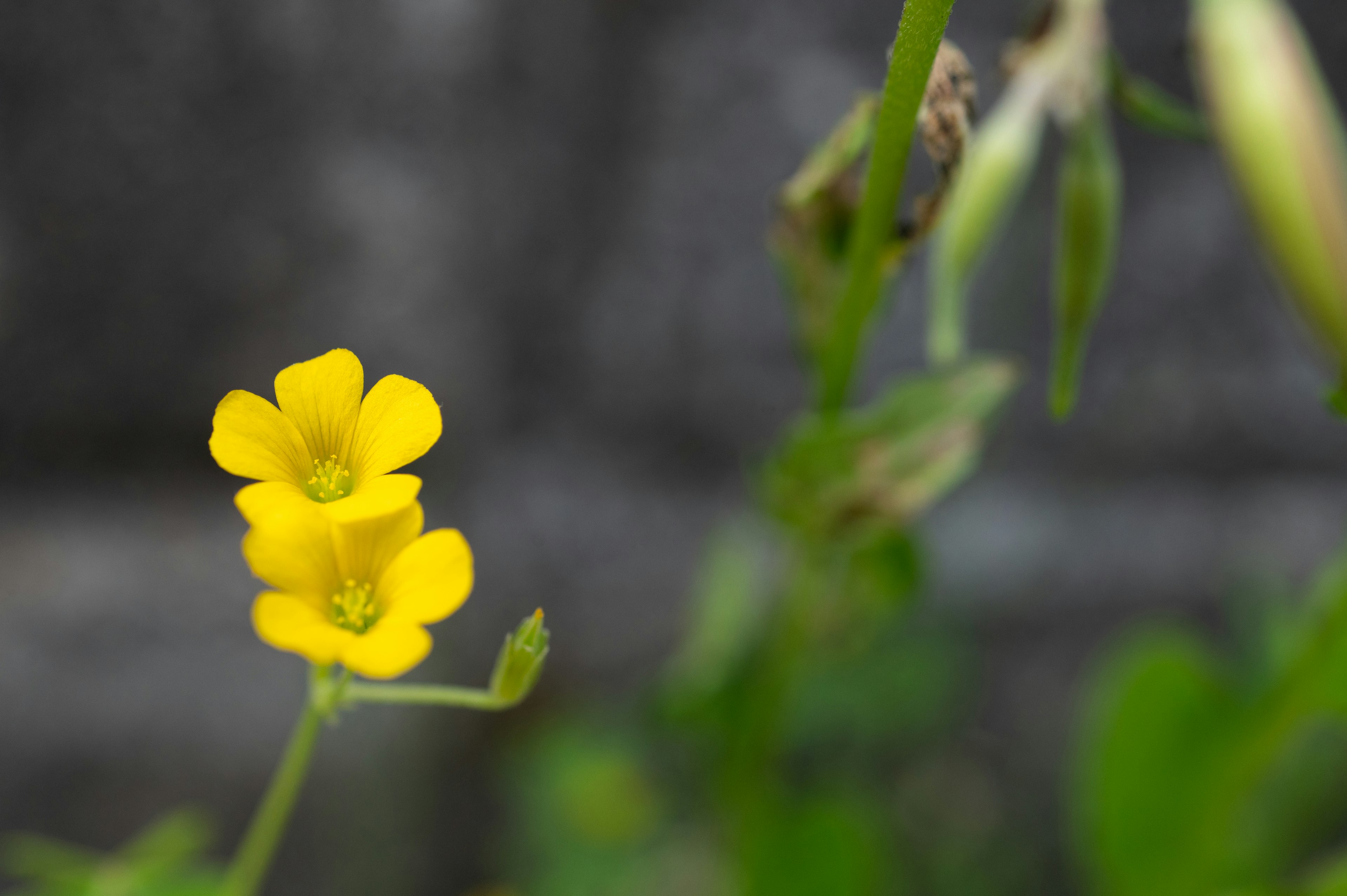 Primo piano di una pianta con fiori gialli brillanti e foglie verdi