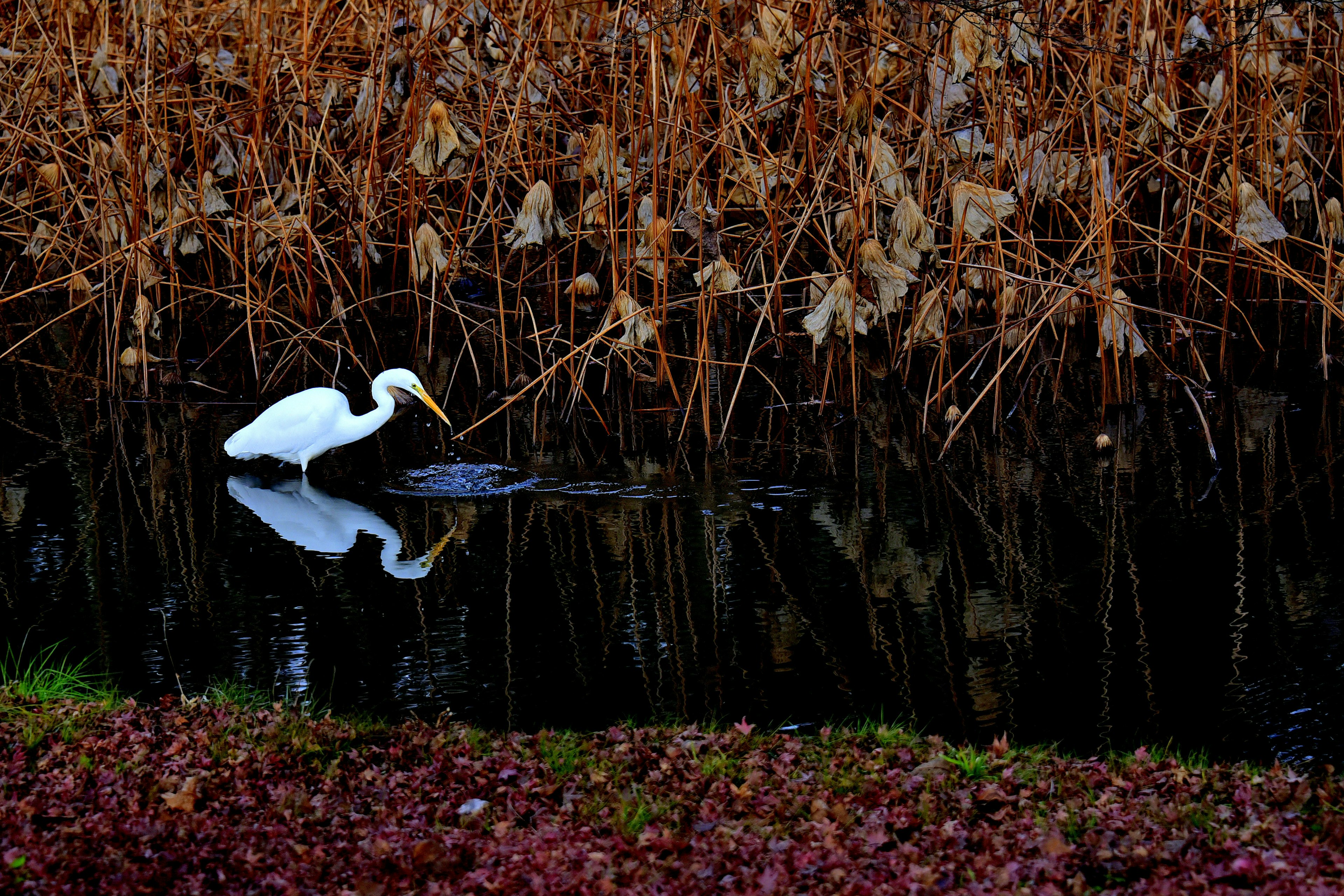 Una garza blanca buscando comida en el agua rodeada de plantas secas