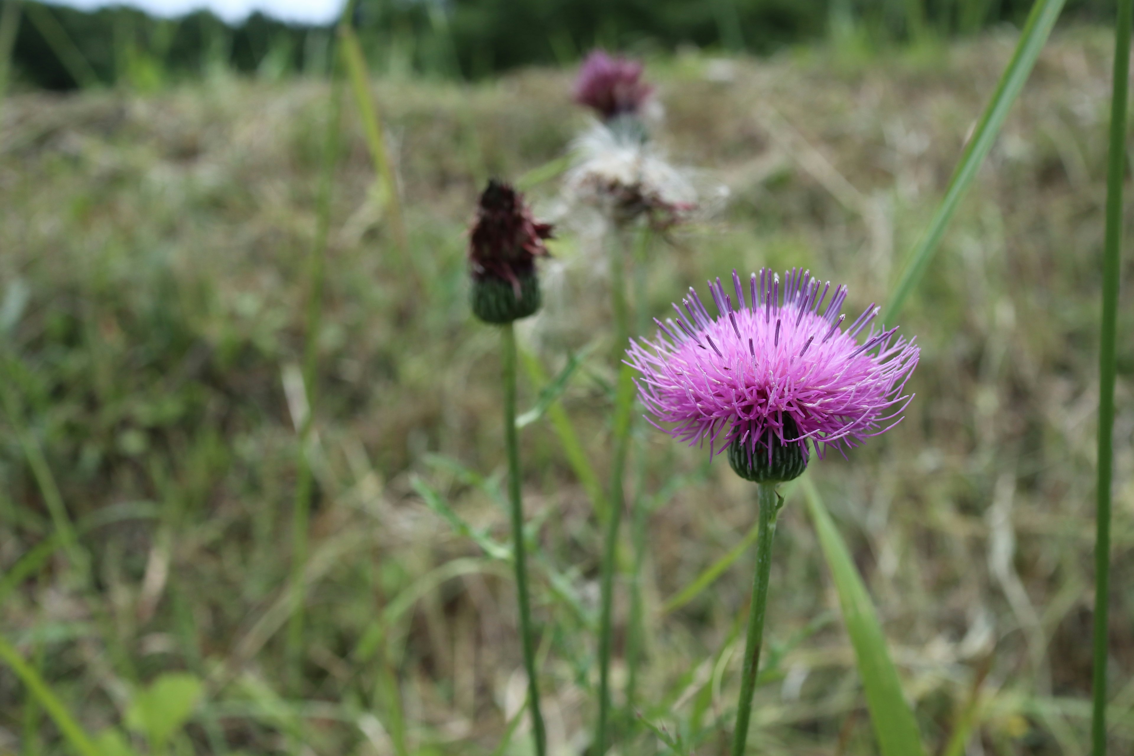 Primer plano de una flor de cardo morado en un campo de hierba