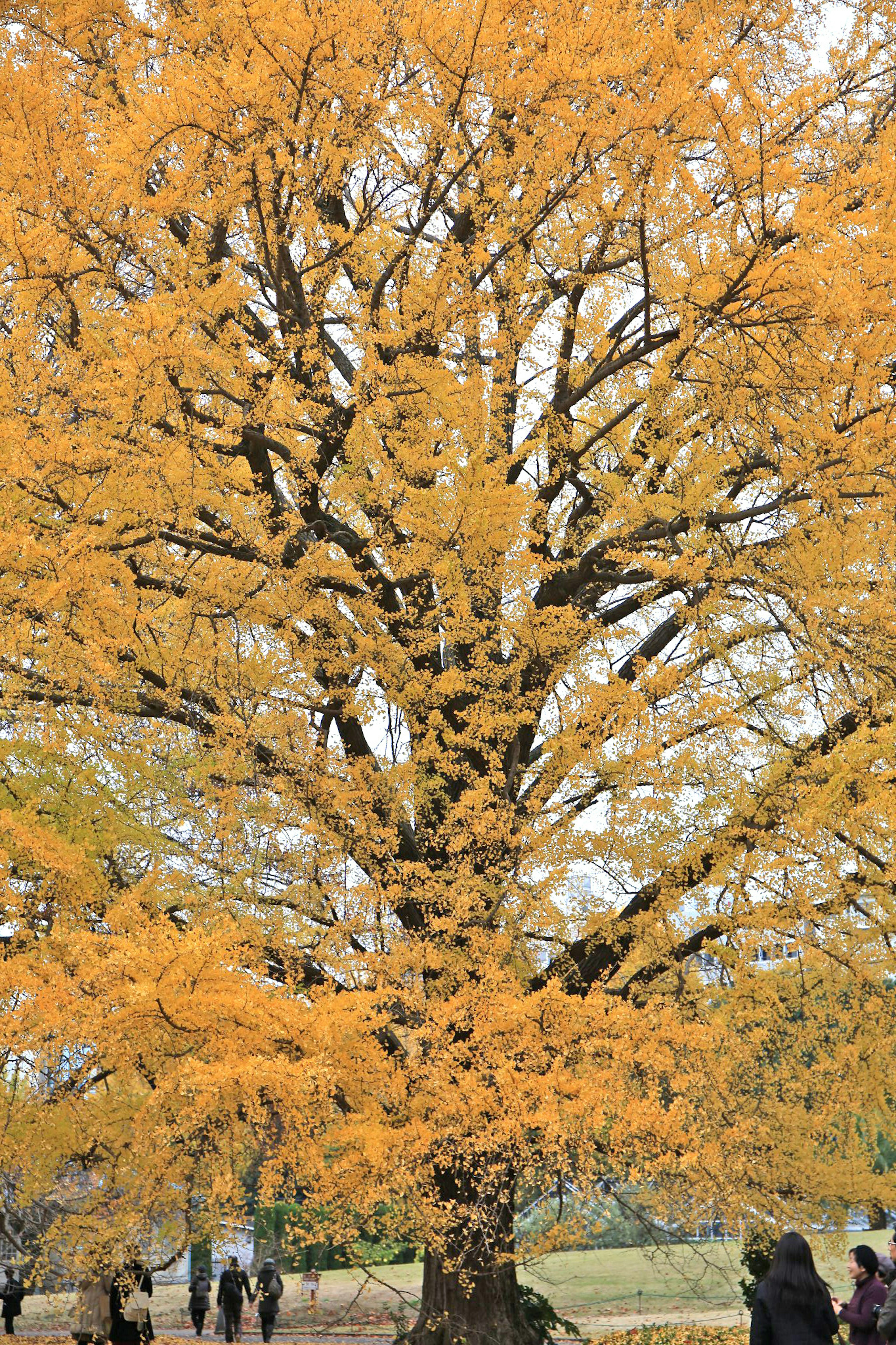 Large tree with vibrant yellow leaves and people nearby