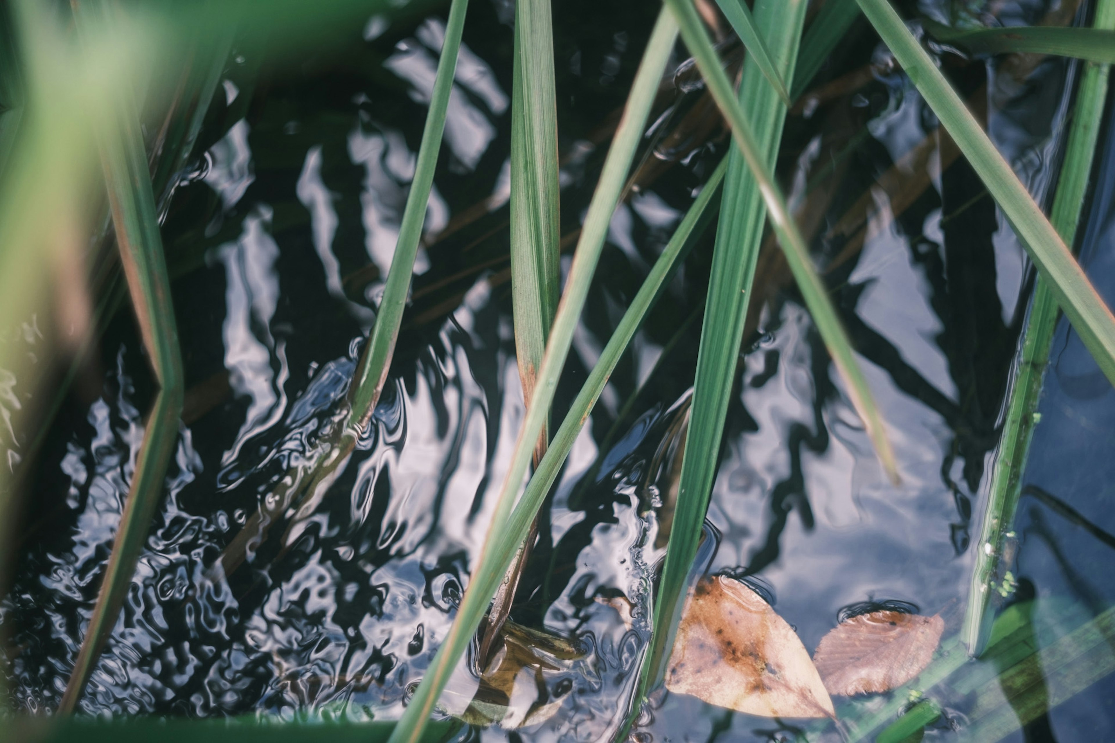 Nahaufnahme von Gras und gefallenen Blättern auf der Wasseroberfläche