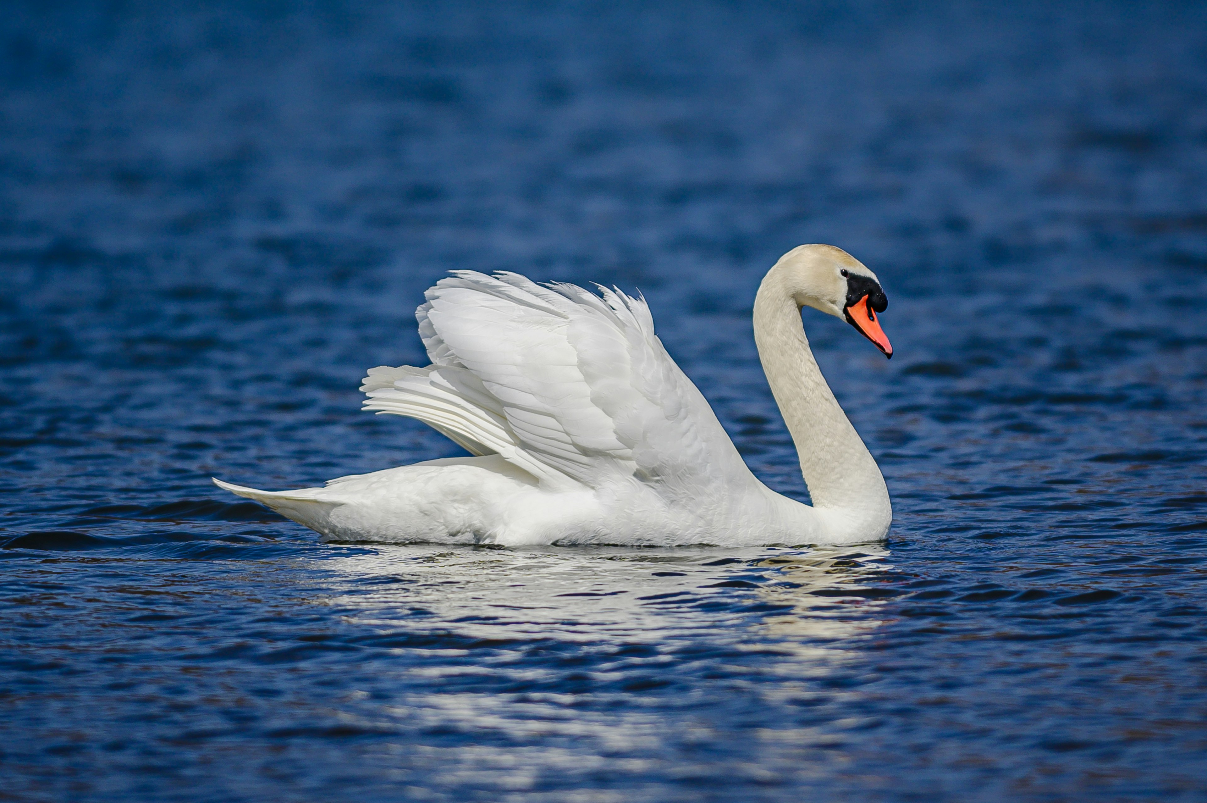 白鳥が水面で泳いでいる画像