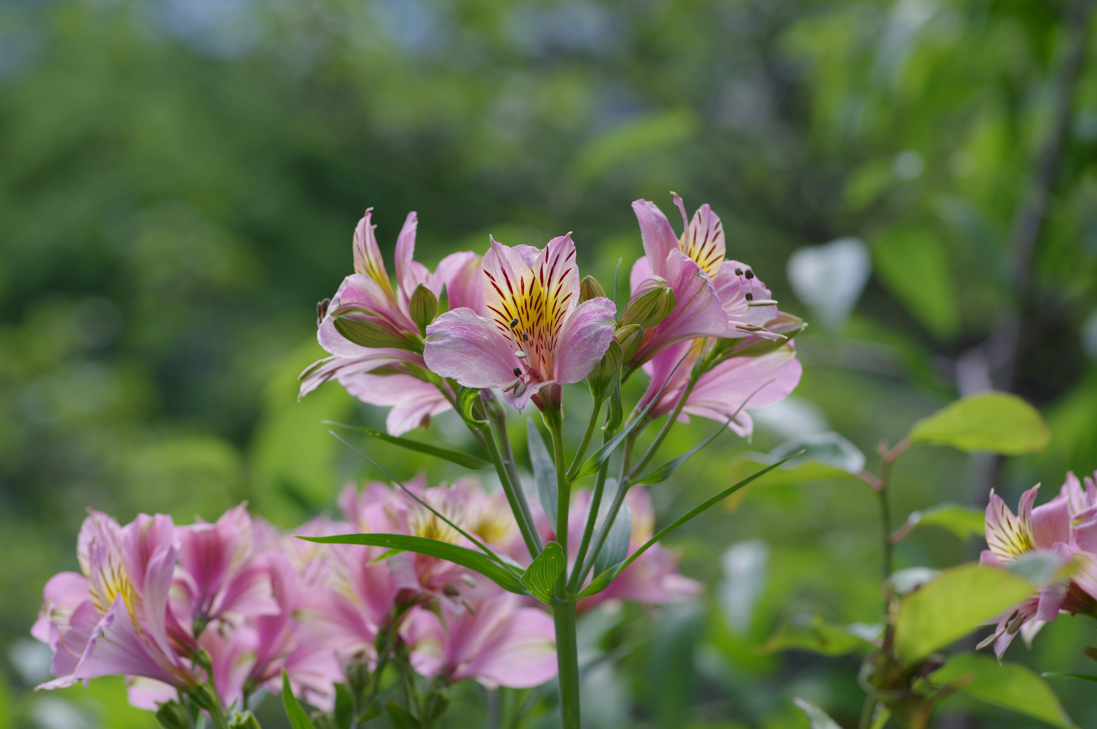 Close-up of pink flowers blooming with a green background