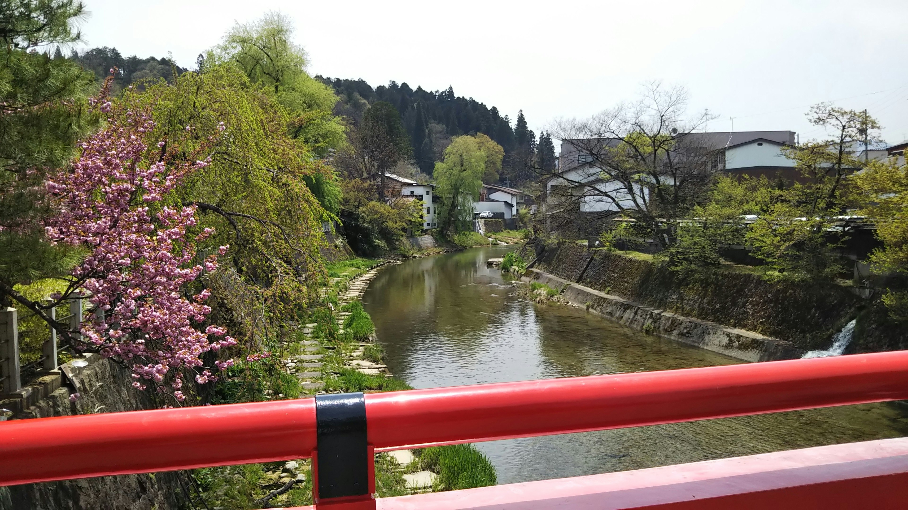 Pemandangan indah dari jembatan merah menghadap sungai tenang dengan pohon sakura