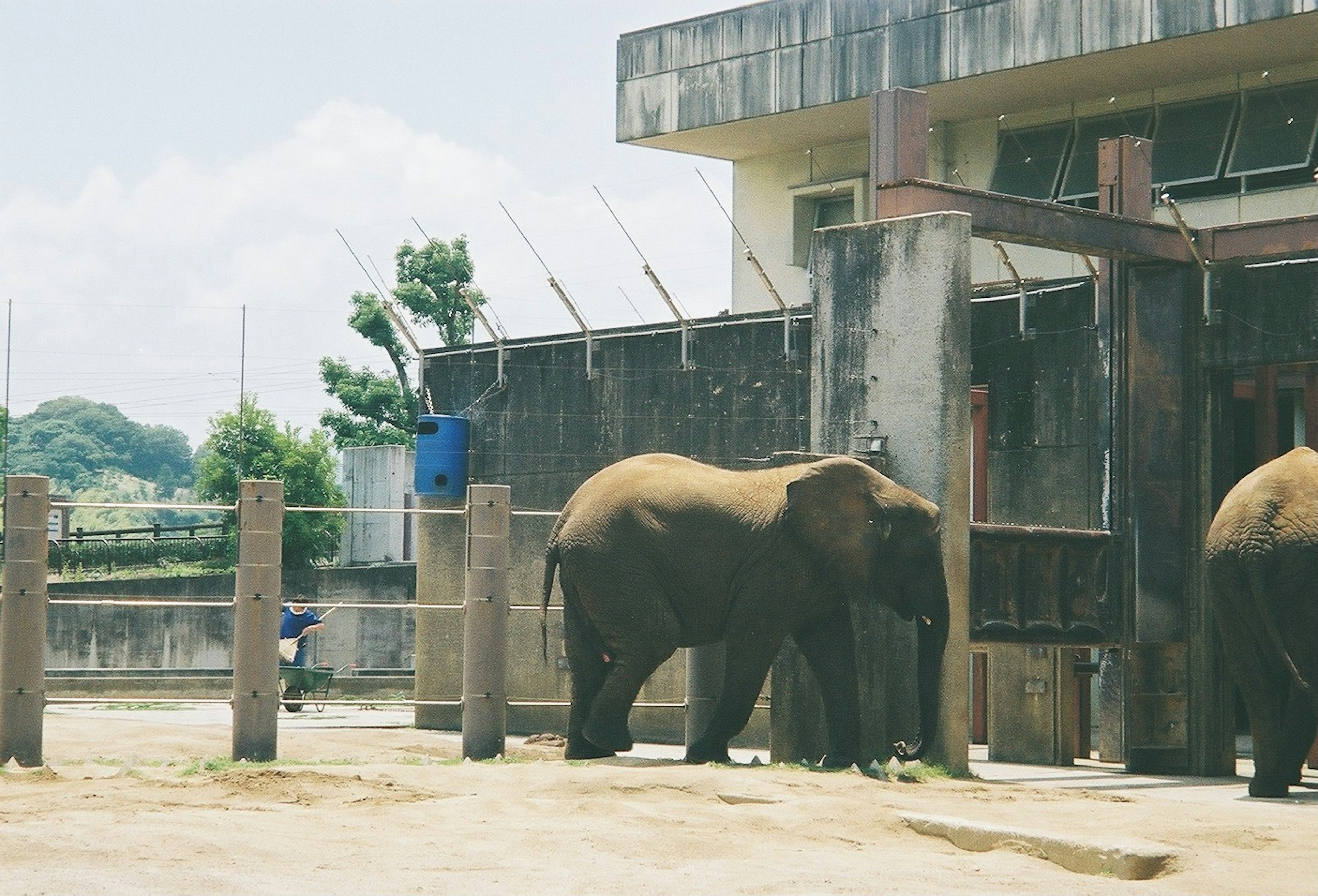 Dua gajah berjalan dekat pagar di kebun binatang