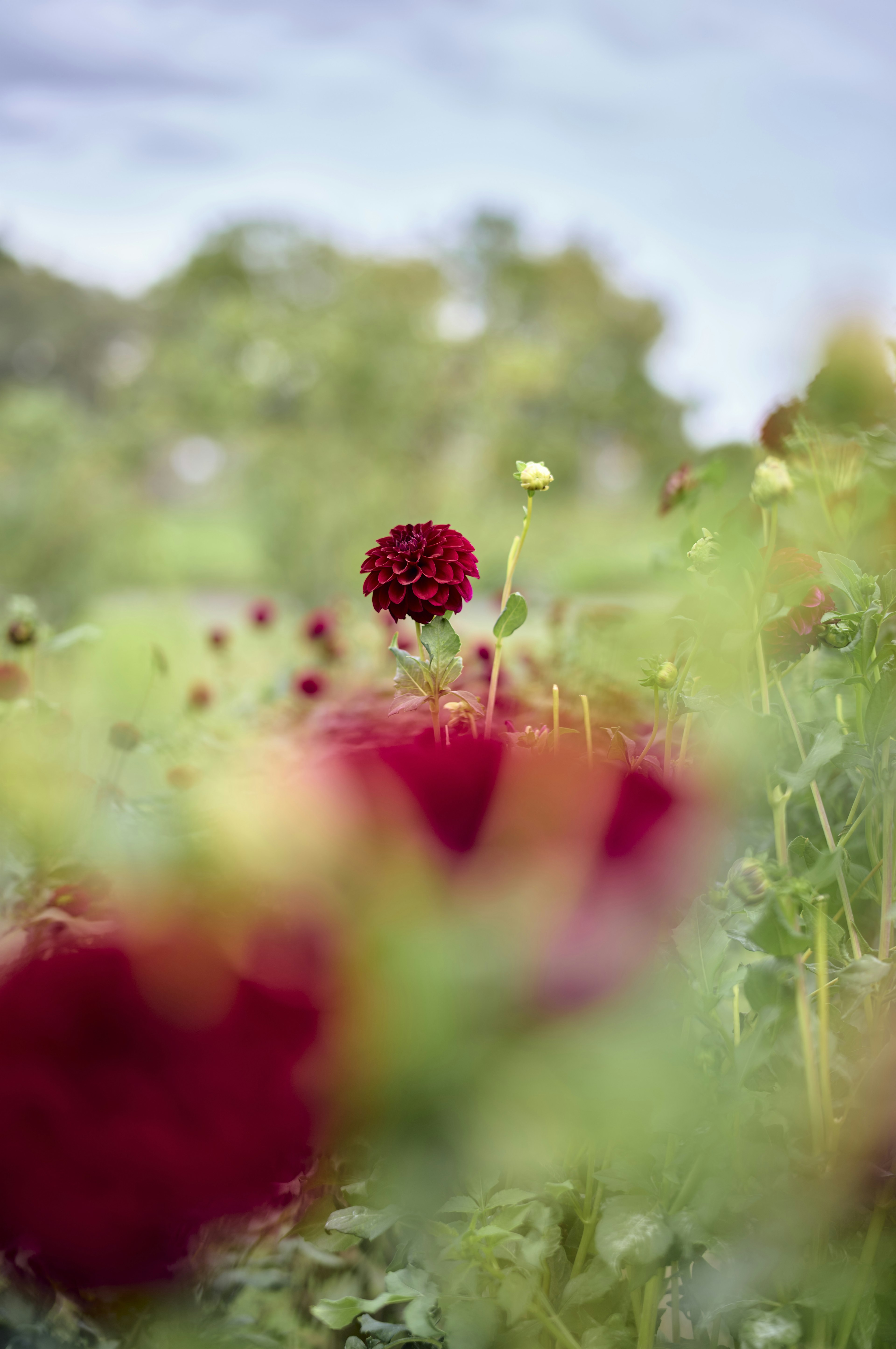 Un champ vibrant avec des dahlias rouges en fleurs entourés de verdure