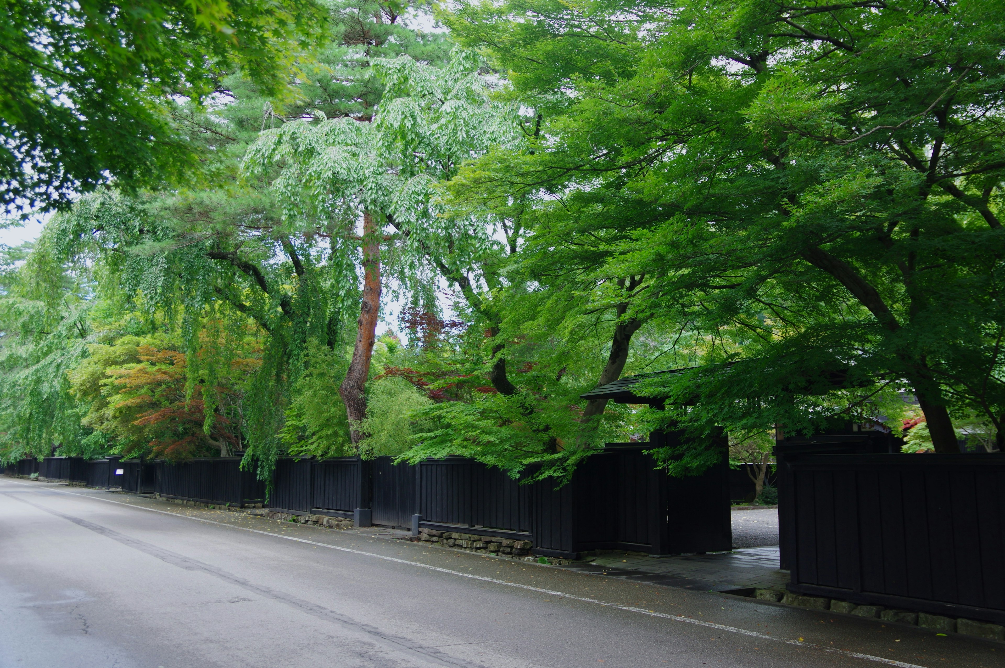 ถนนที่มีต้นไม้เขียวขจีและรั้วยาวสีดำ