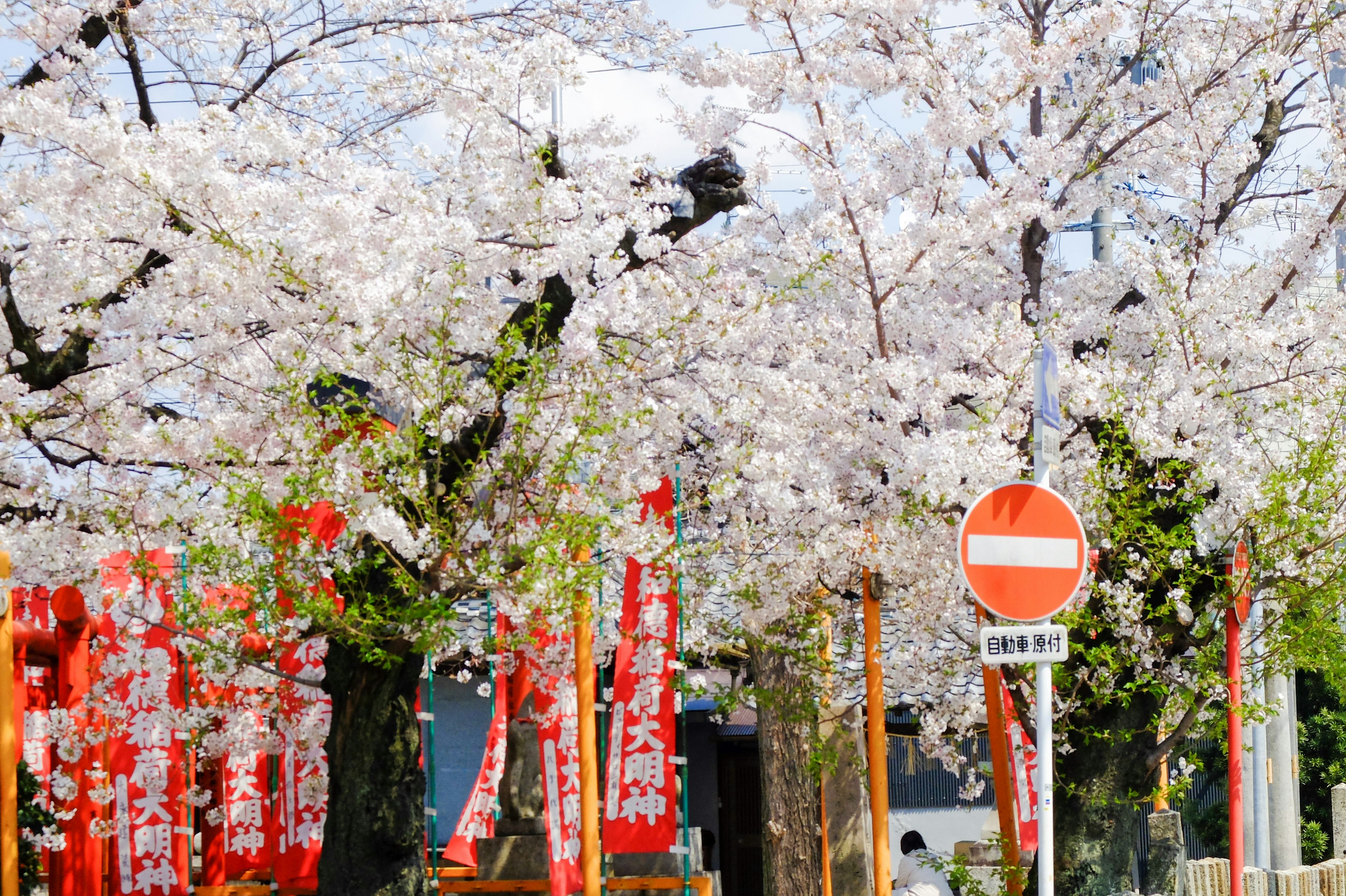 Cherry blossoms in bloom with red banners and a no entry sign