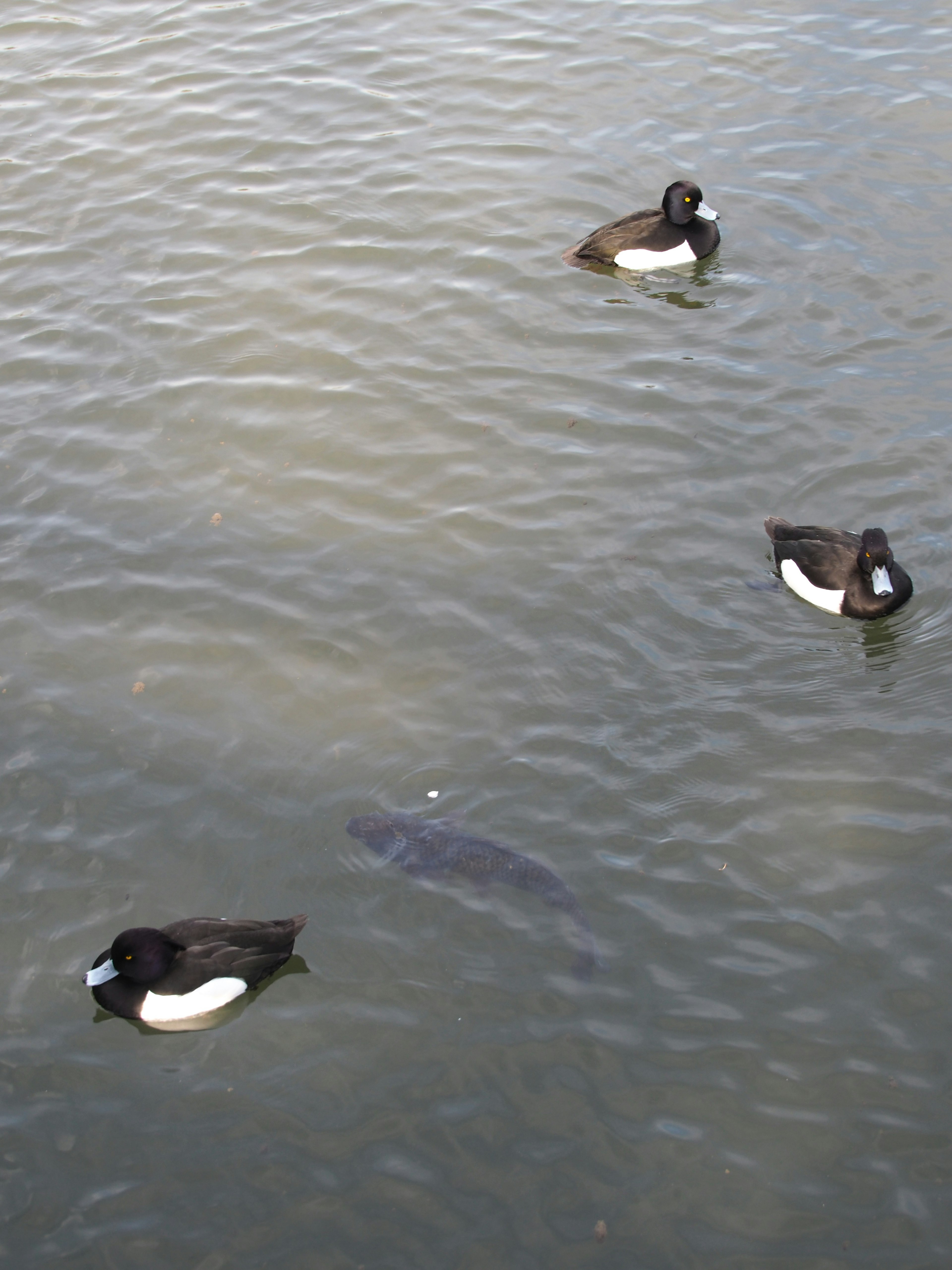 Canards flottant sur l'eau avec un poisson en dessous