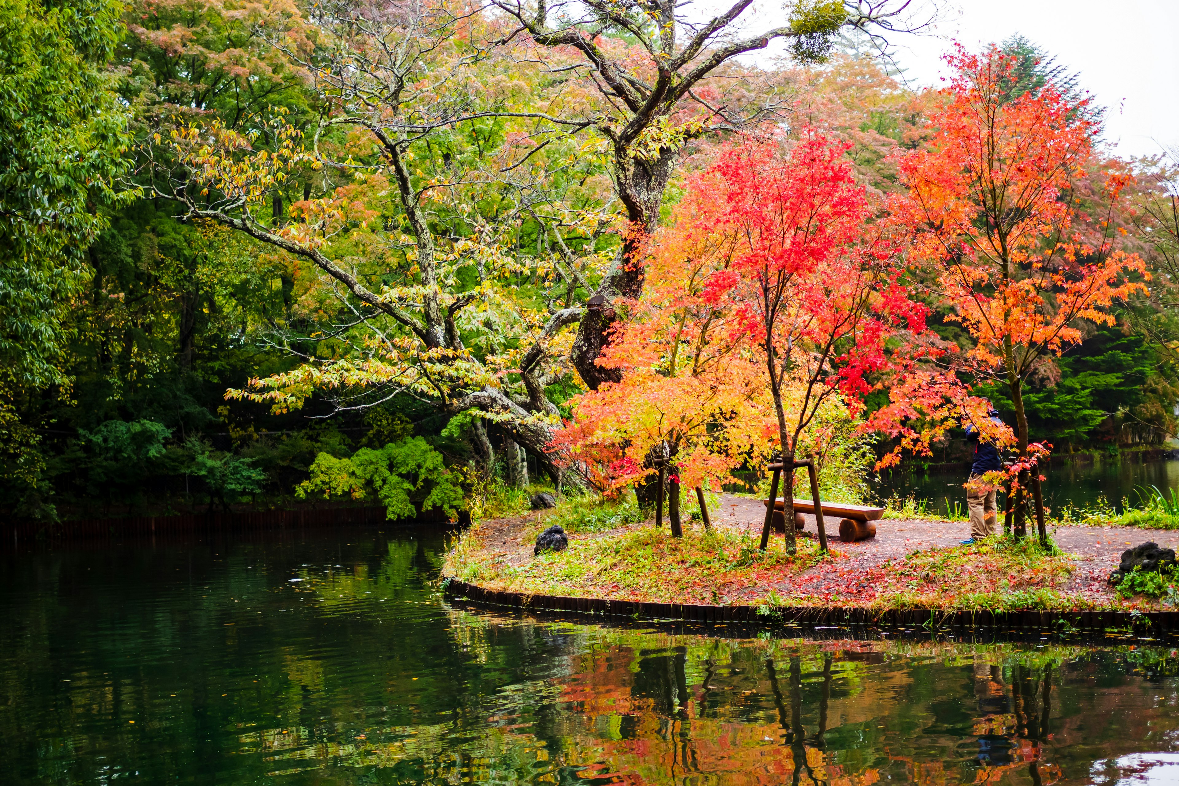 Vue pittoresque d'arbres d'automne colorés se reflétant dans un étang tranquille