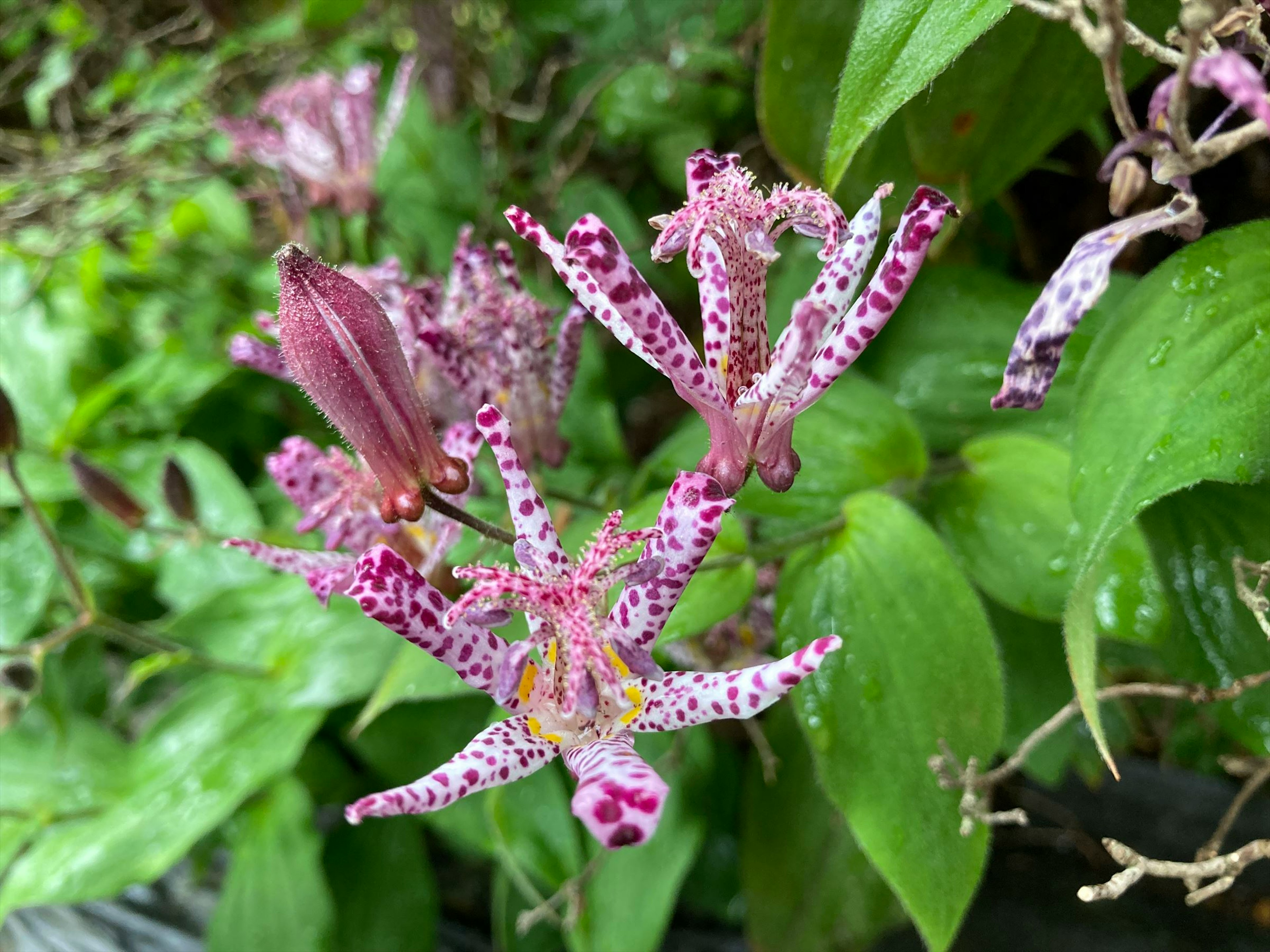 Eine schöne gesprenkelte Blume blüht zwischen grünen Blättern