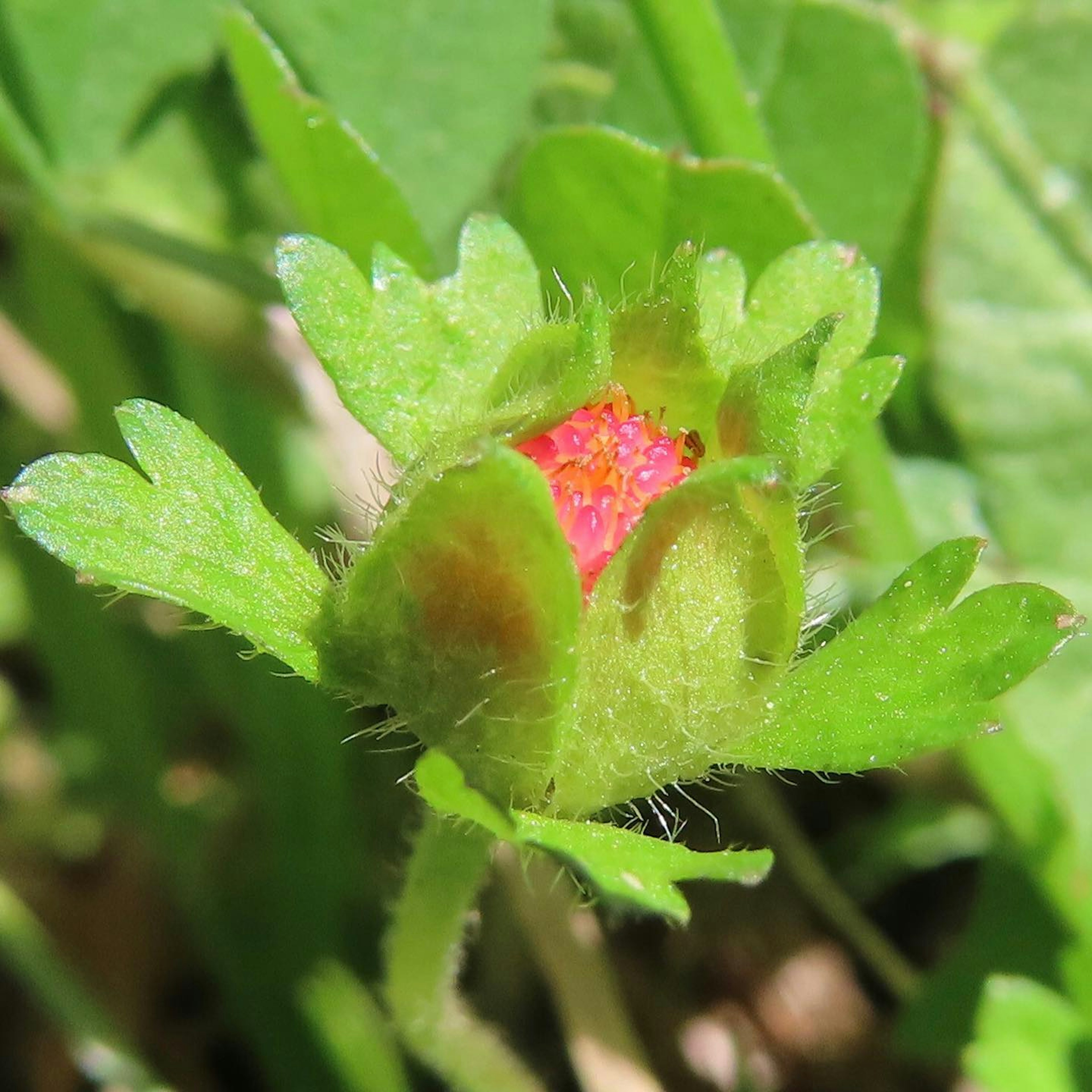 Pequeño capullo de flor rodeado de hojas verdes que muestra un toque de rojo