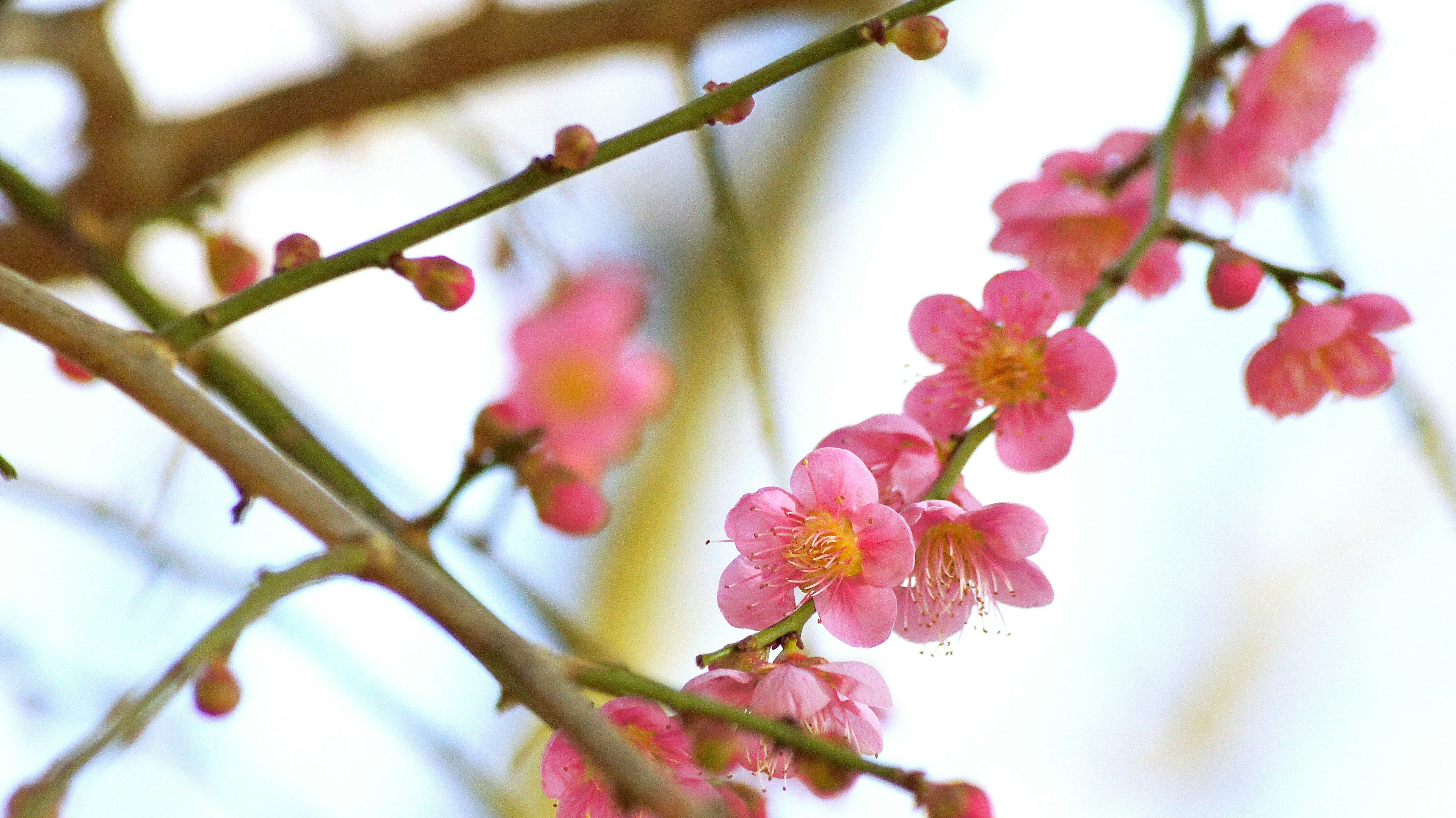 Gros plan de branches de cerisier avec des fleurs roses