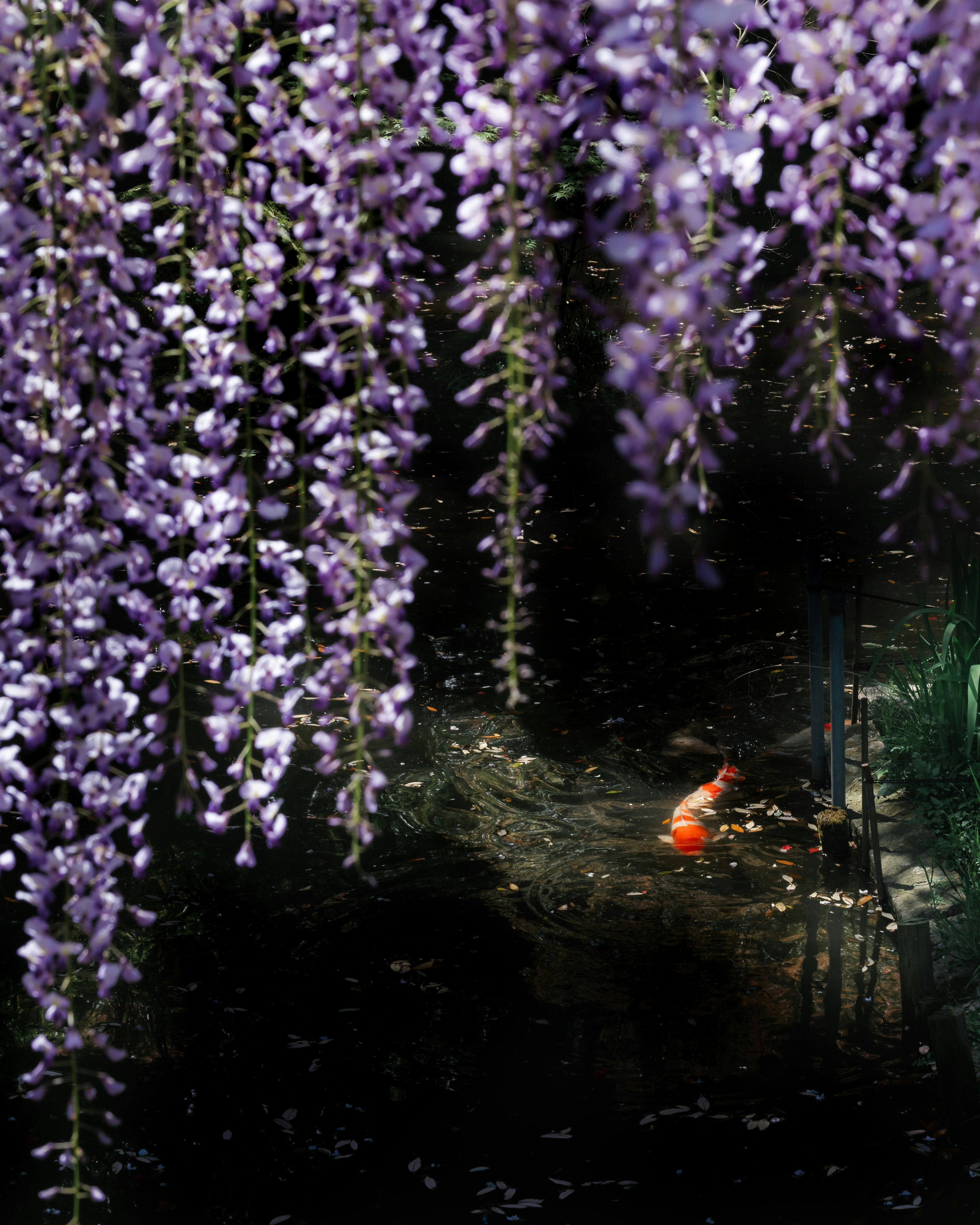 Eine ruhige Teichszene mit herabhängenden lila Wisteria-Blüten und einem schwimmenden Karpfen