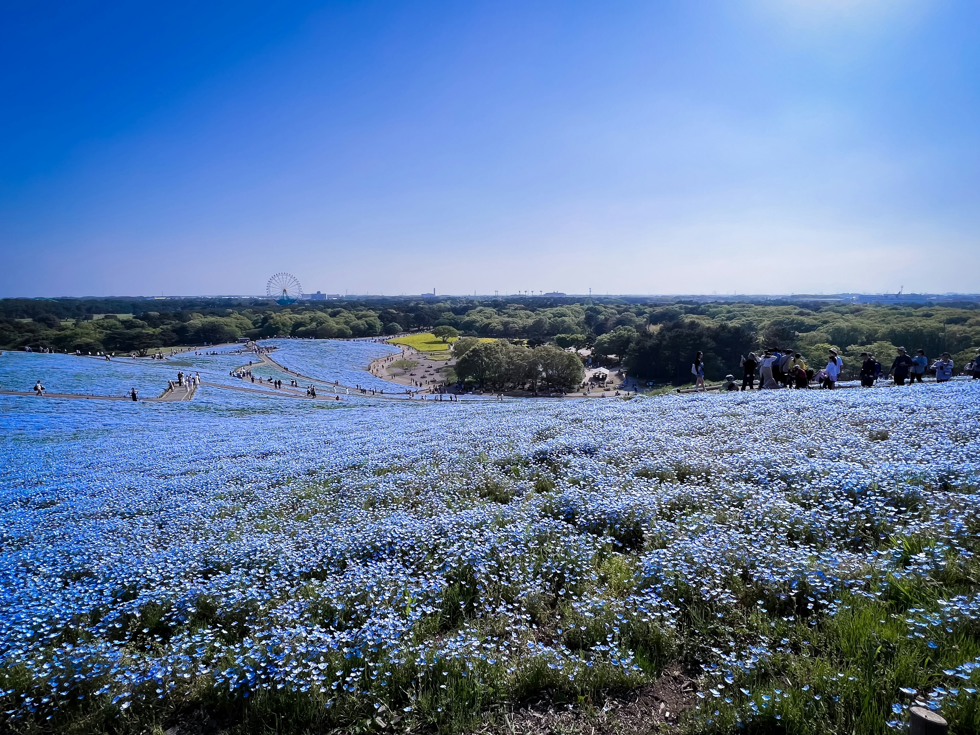 Weite Landschaft mit blauen Blumen unter klarem Himmel