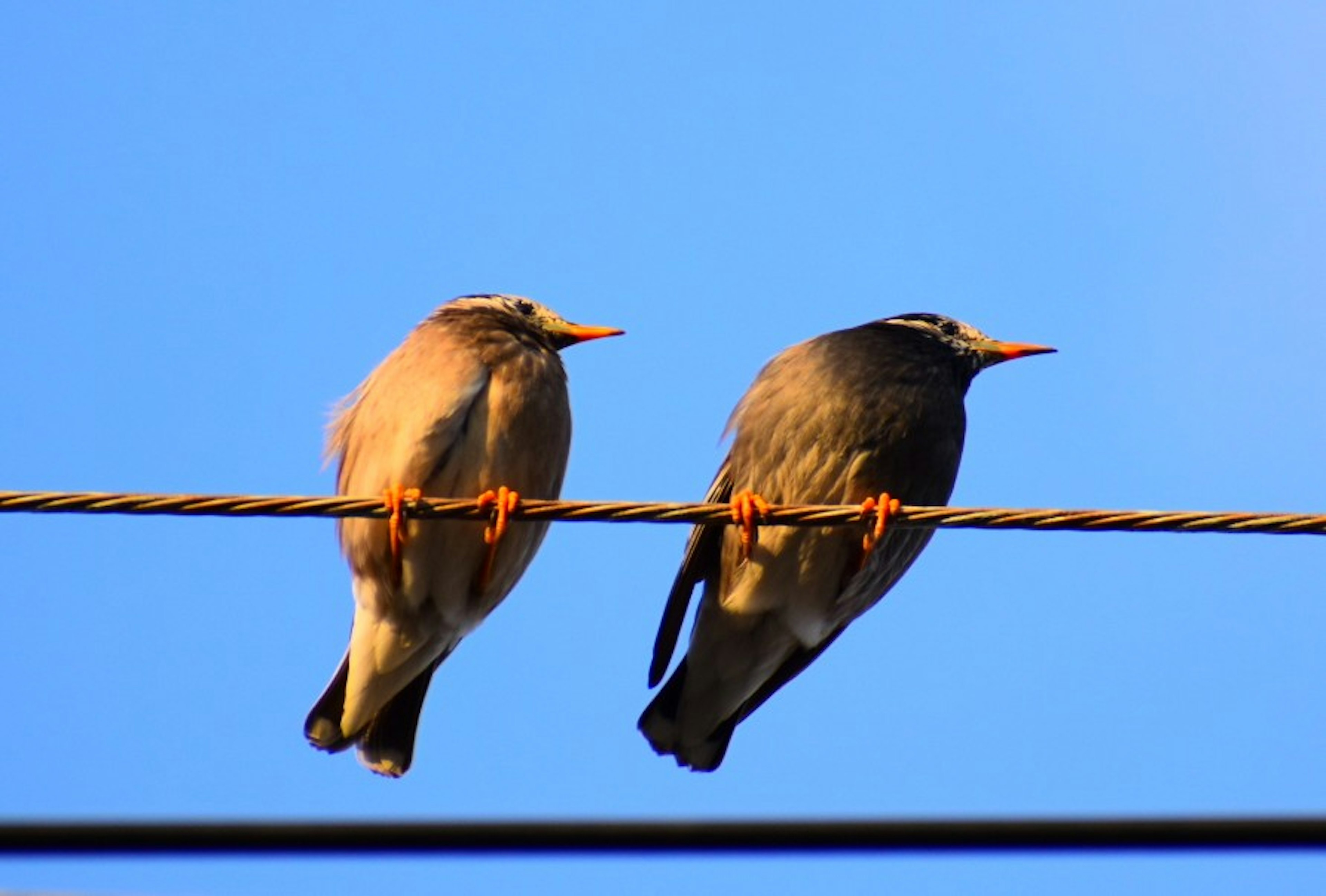 Two birds perched on a wire against a blue sky