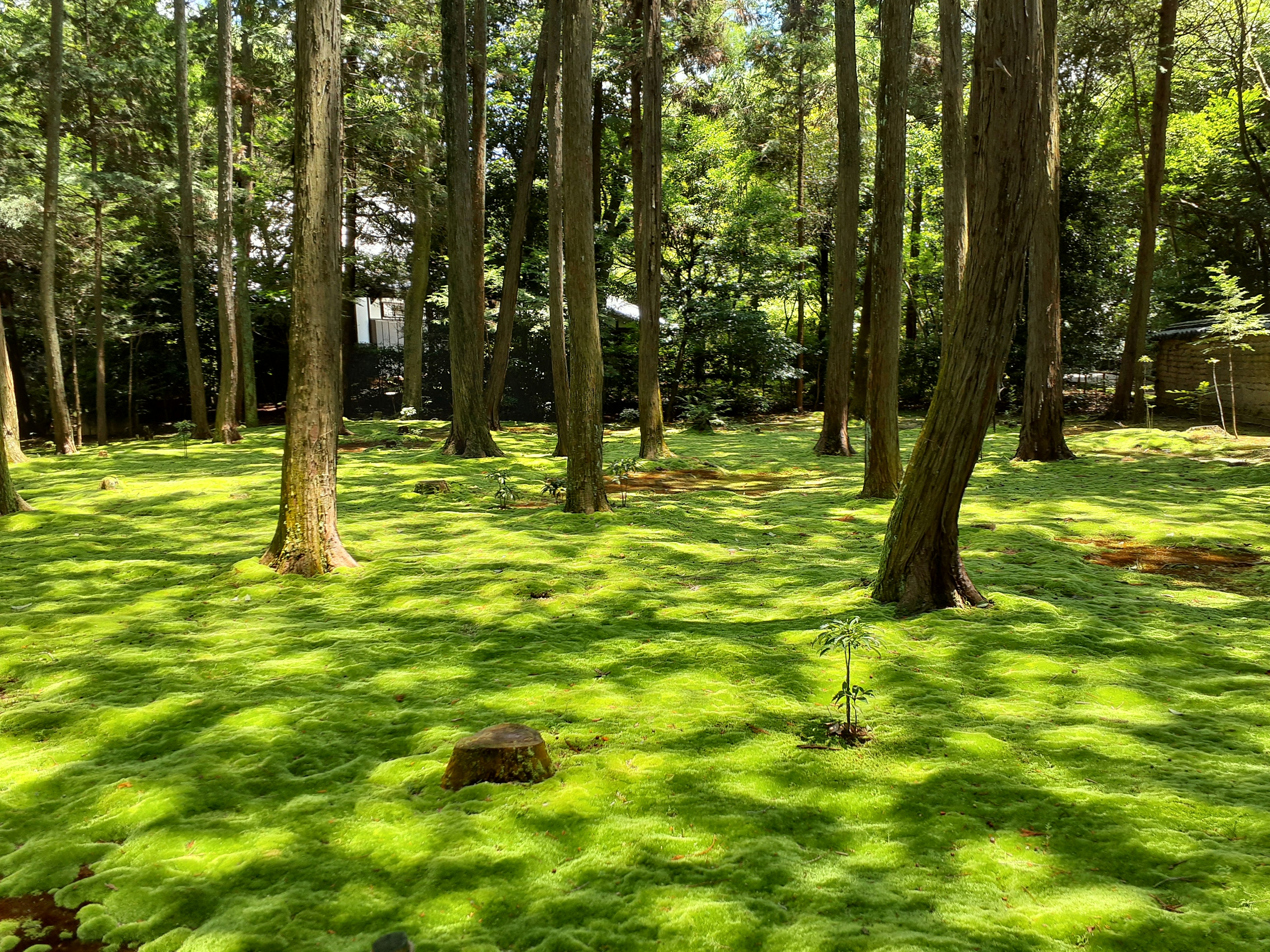 Scena forestale coperta di muschio verde con la luce del sole che filtra tra gli alberi