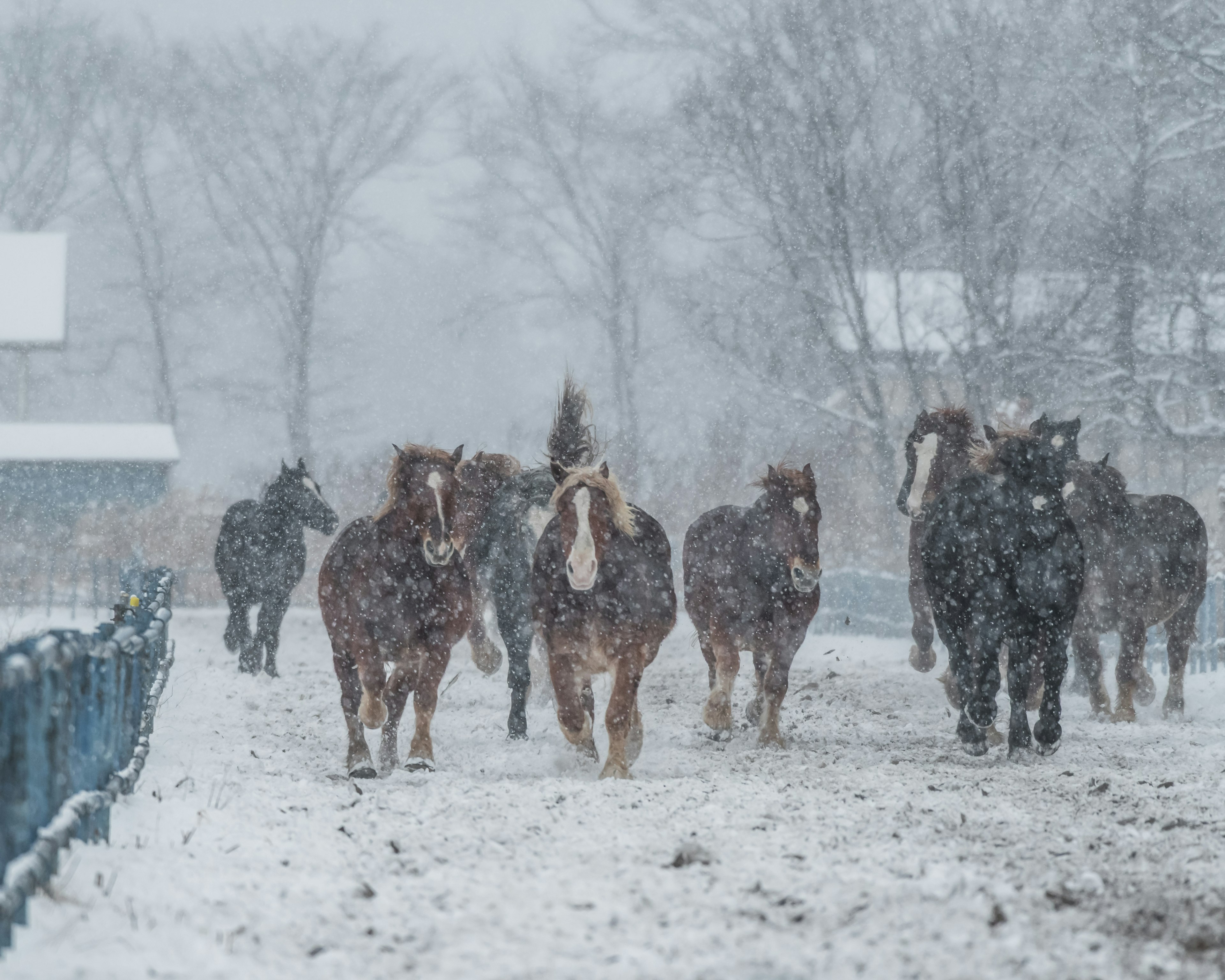 Manada de caballos caminando por la nieve con árboles al fondo