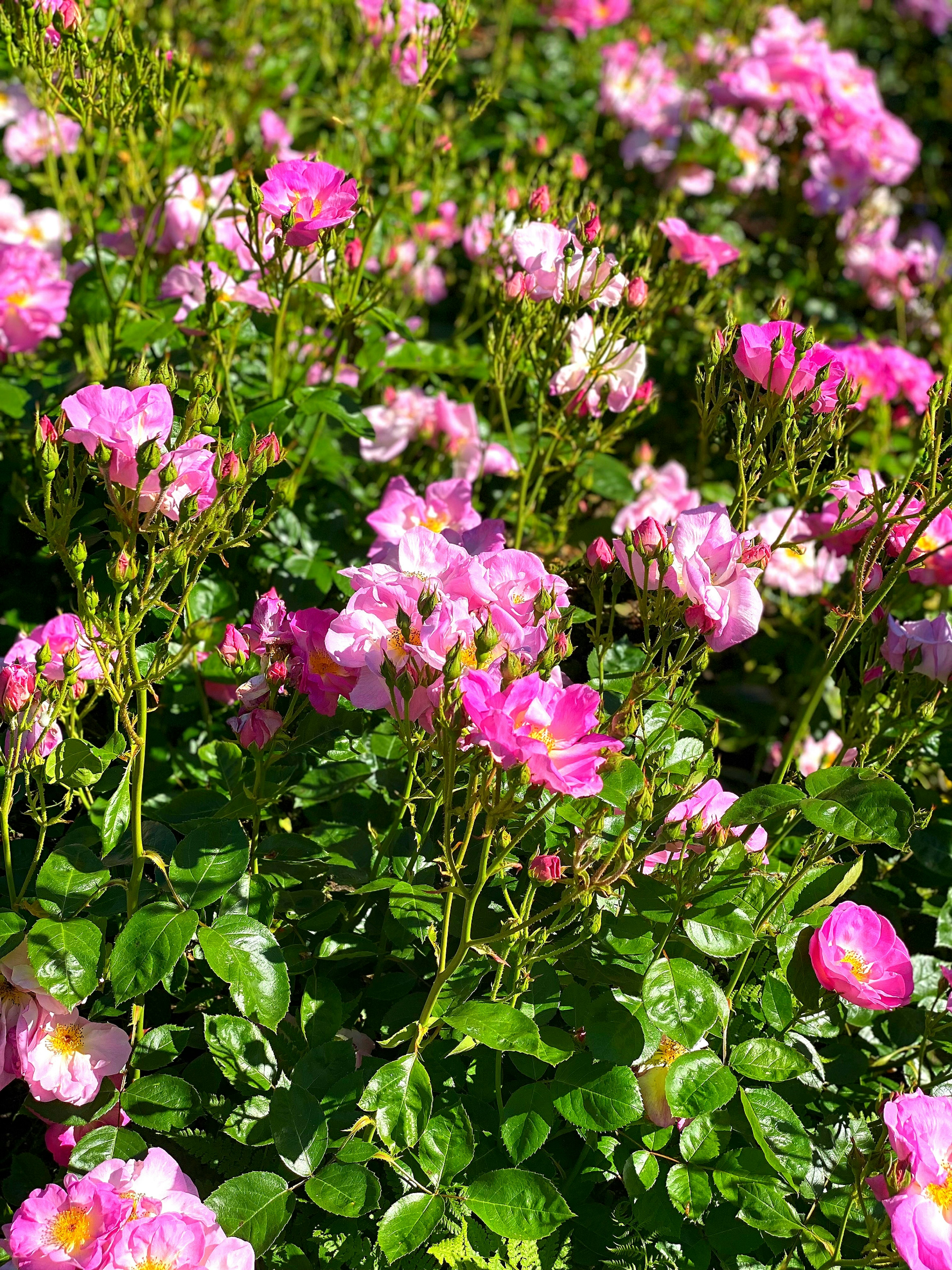 色とりどりのピンクのバラの花が咲き誇る緑の葉に囲まれた美しい風景