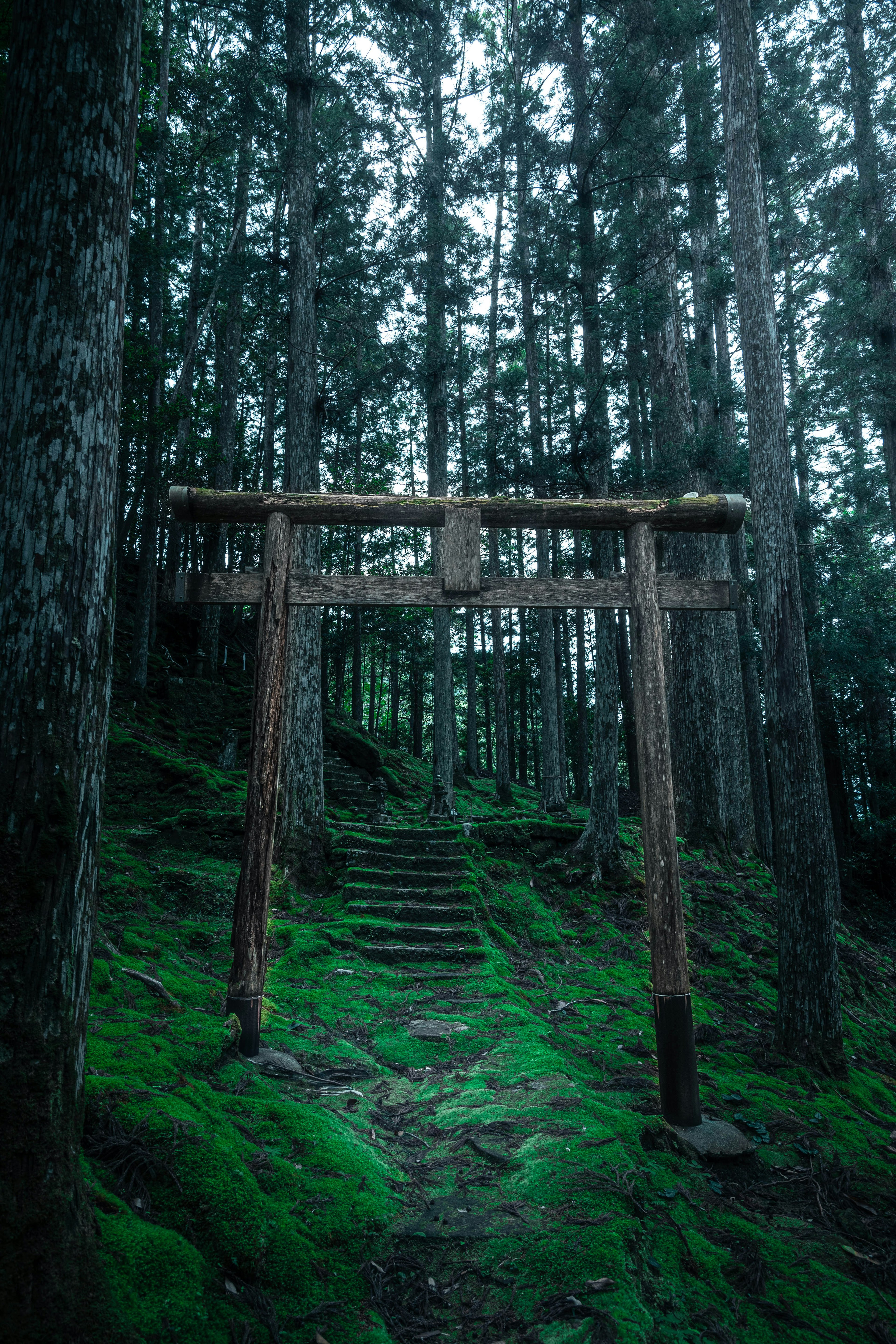 Cổng torii gỗ với bậc thang đá trong rừng