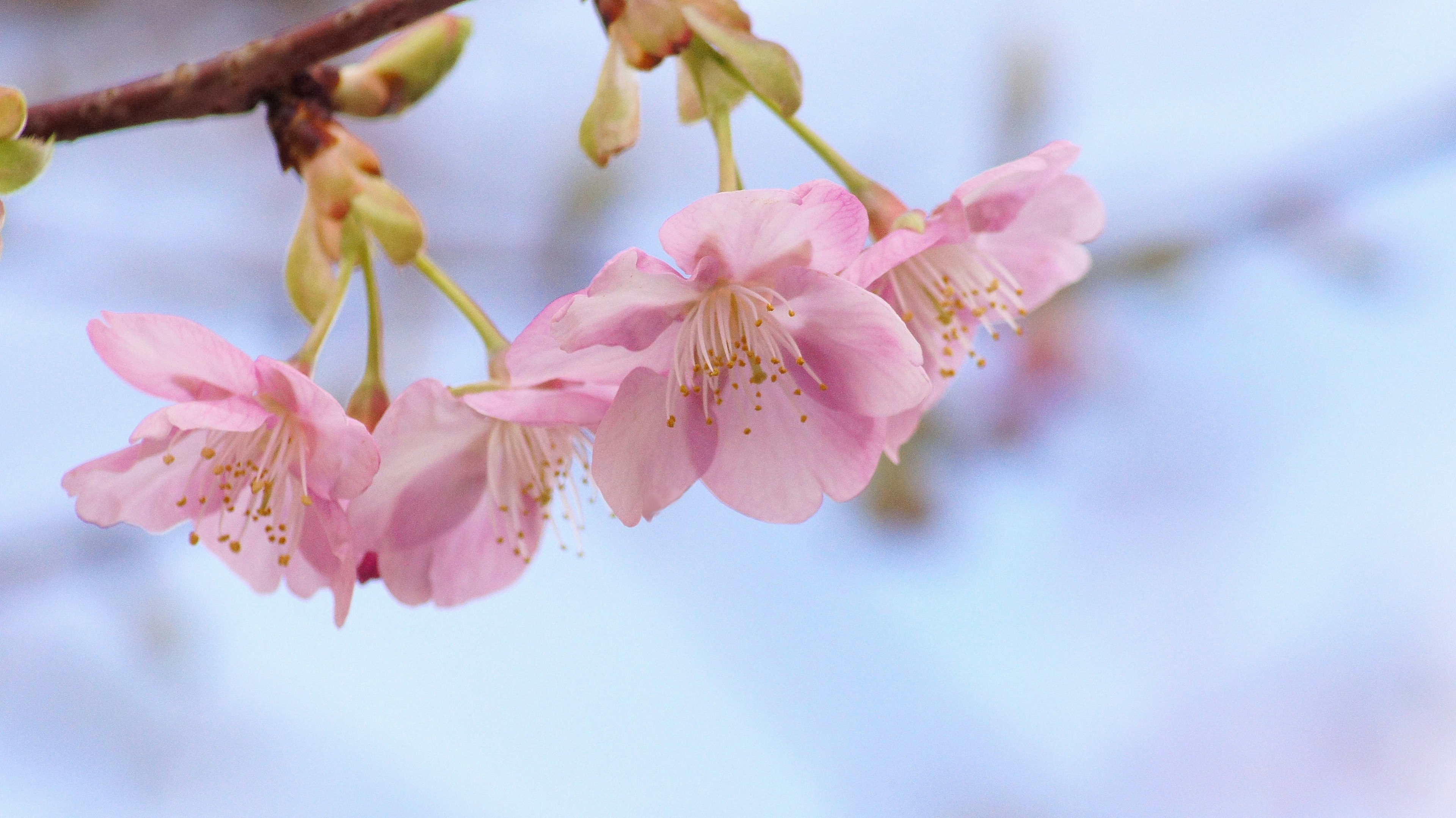 Fleurs de cerisier en fleurs sur une branche