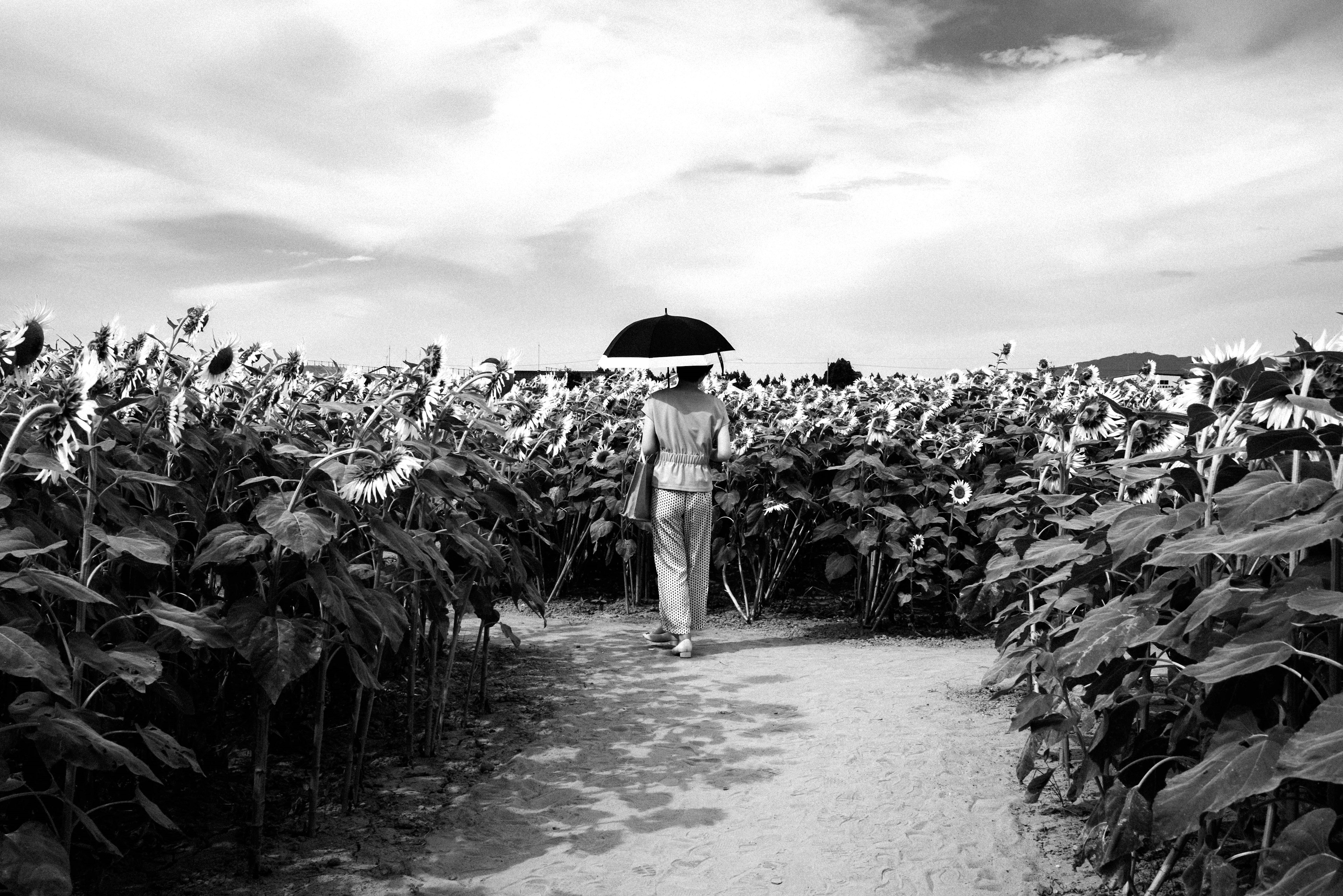 Person walking through a black and white sunflower field holding an umbrella