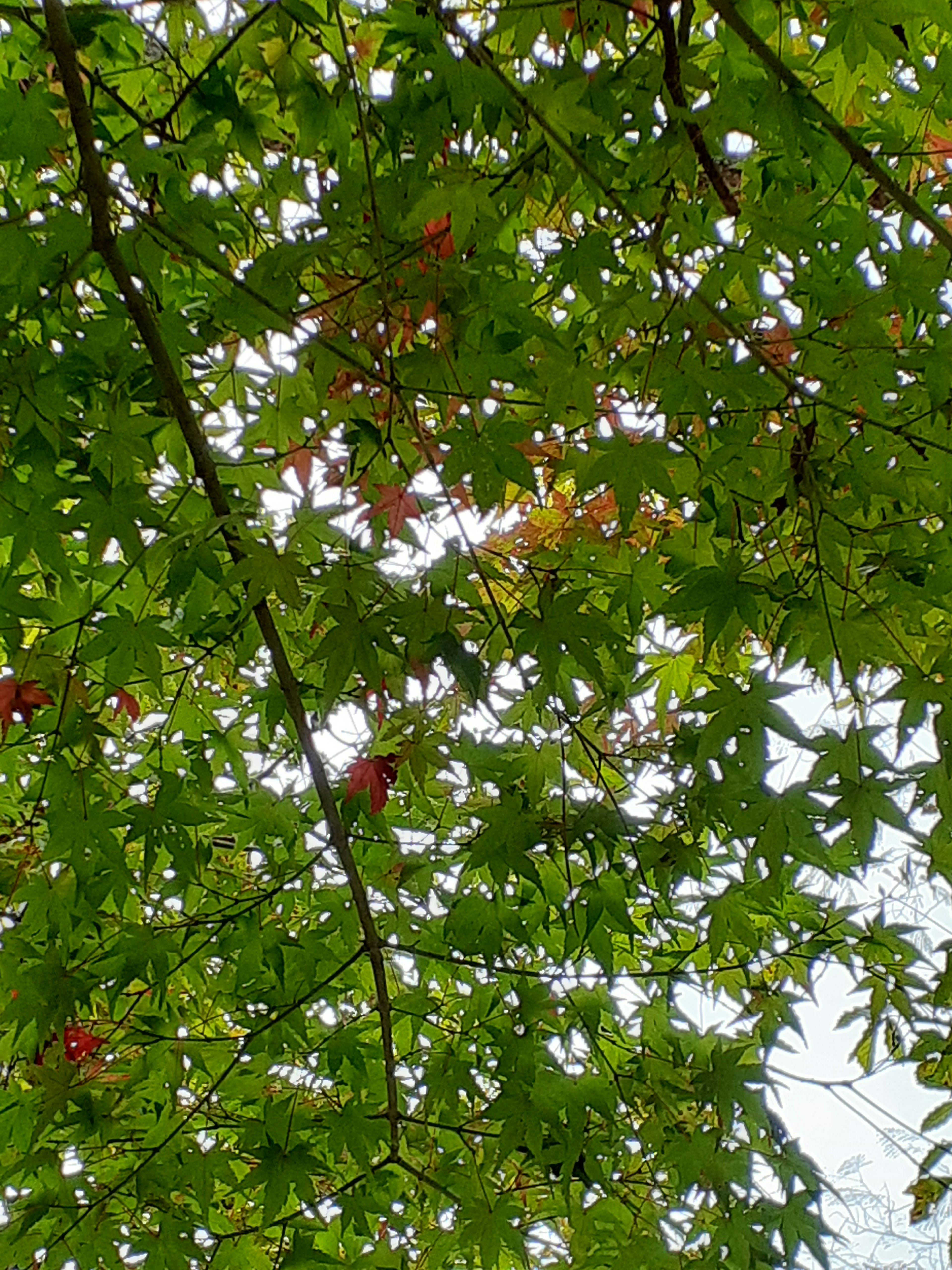 Vue d'un arbre avec des feuilles vertes et des fruits rouges