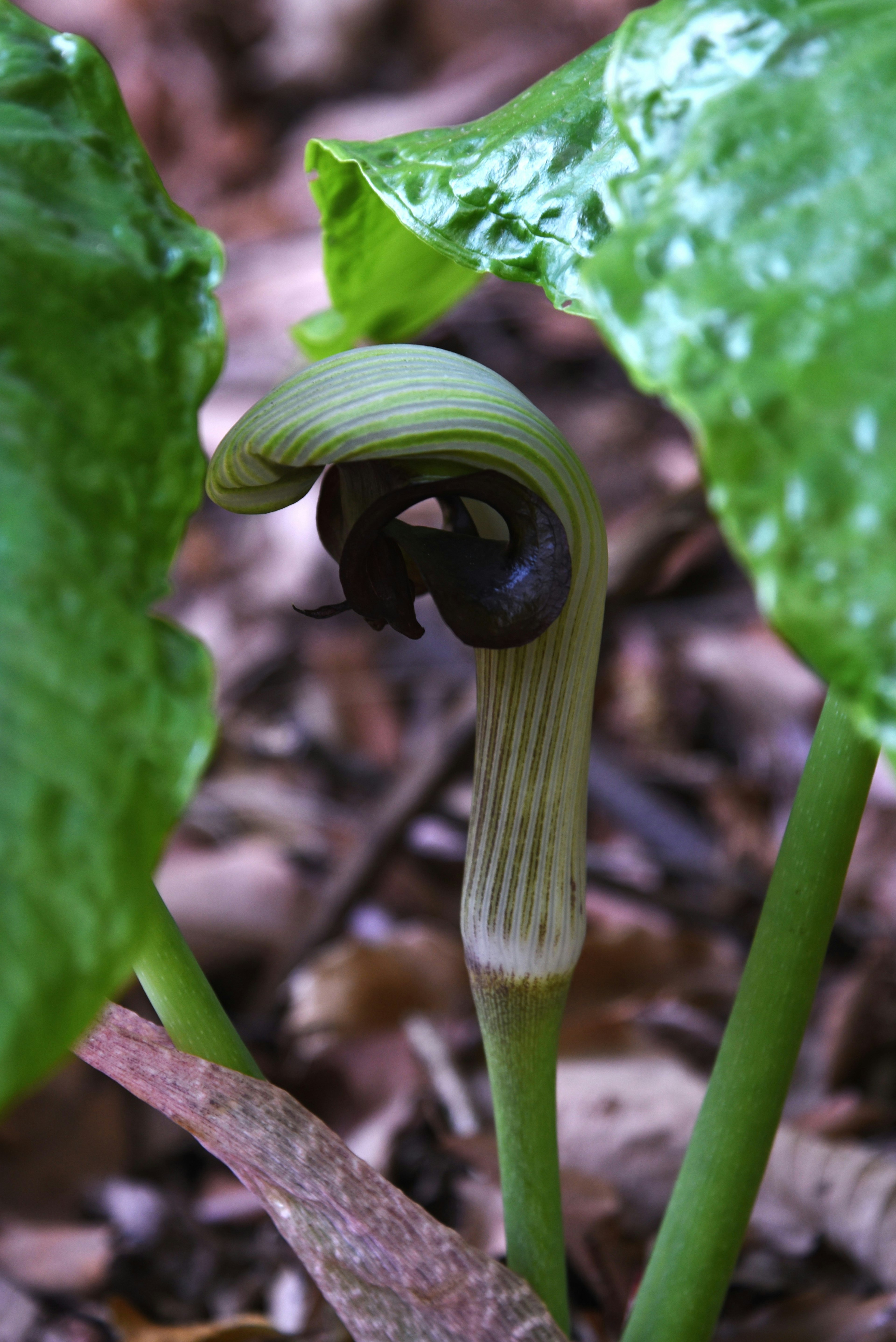 Unique shaped plant sprout emerging from green leaves