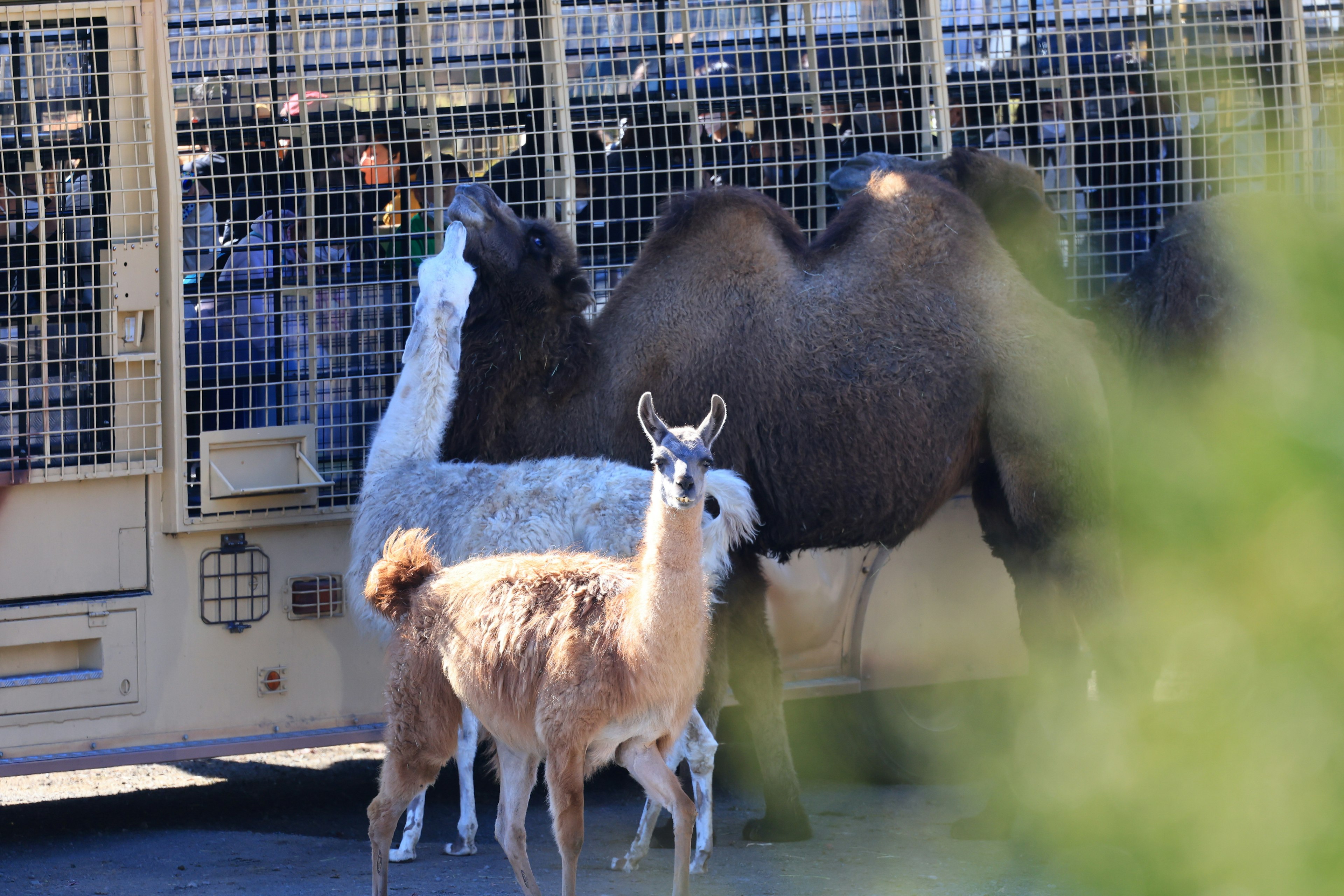 A group of llamas and a camel near a transport cage