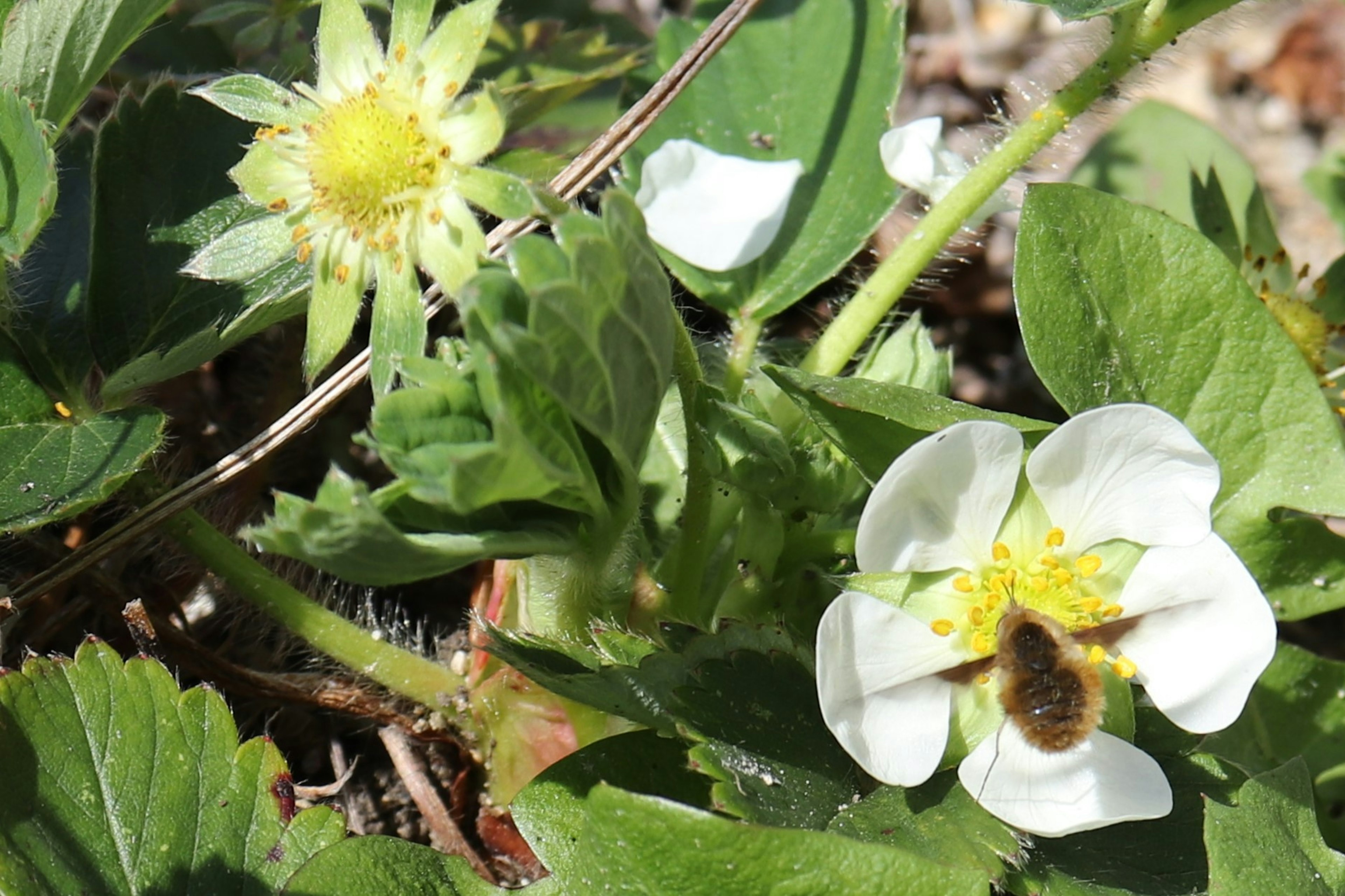 Bild von weißen Erdbeerblüten mit einer Biene auf grünen Blättern